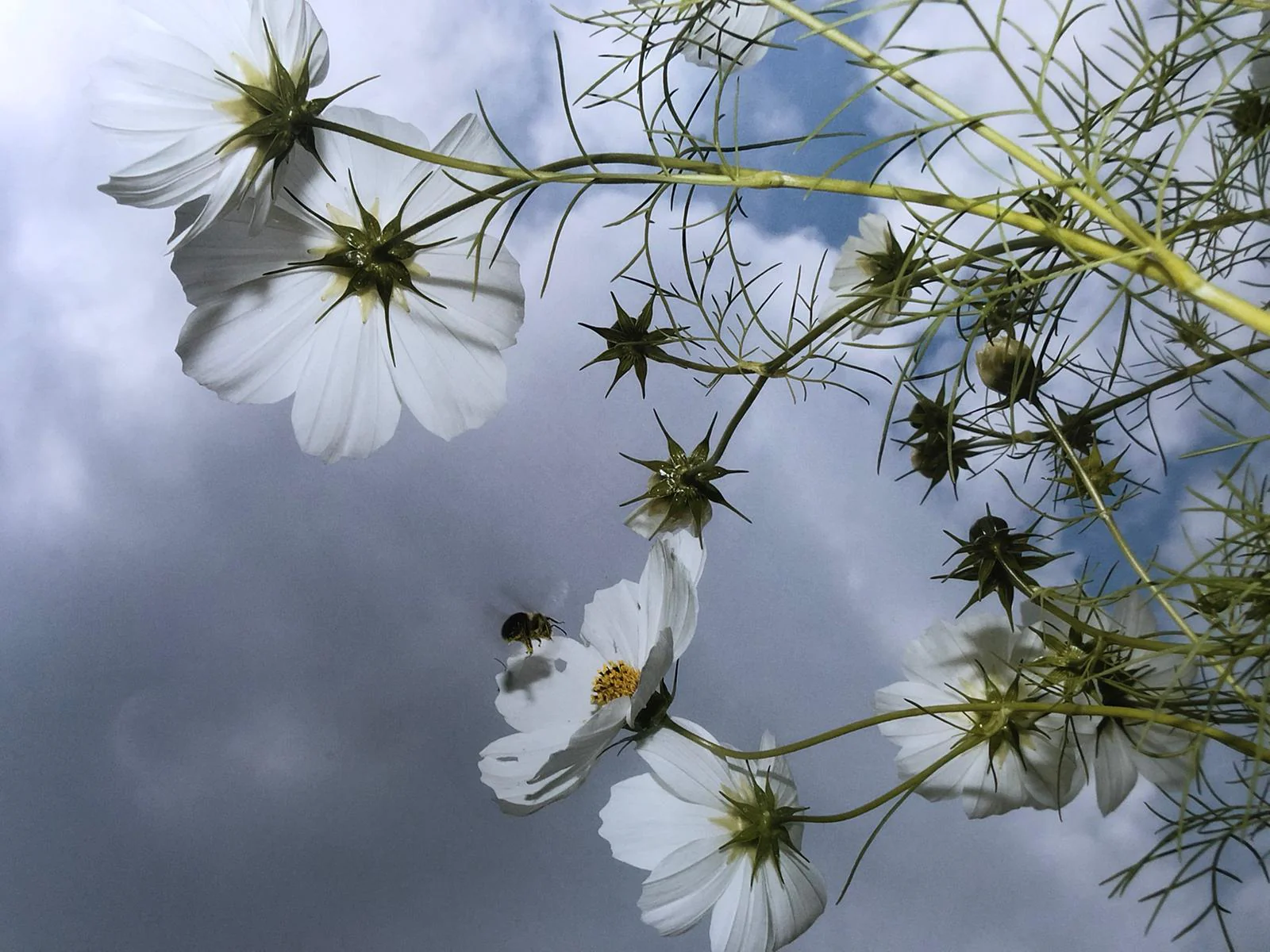 Flowers - Image 5