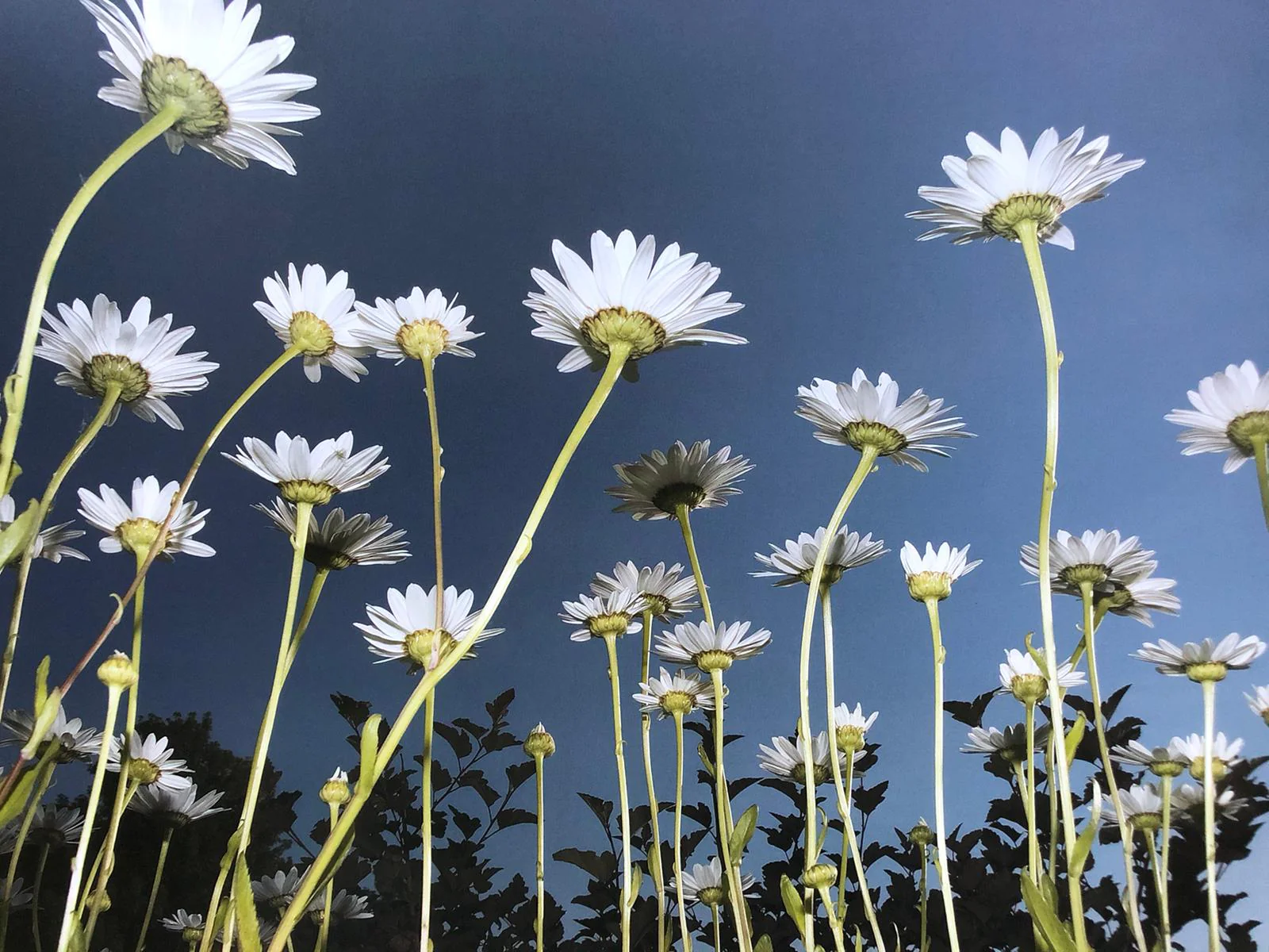 Flowers - Image 6