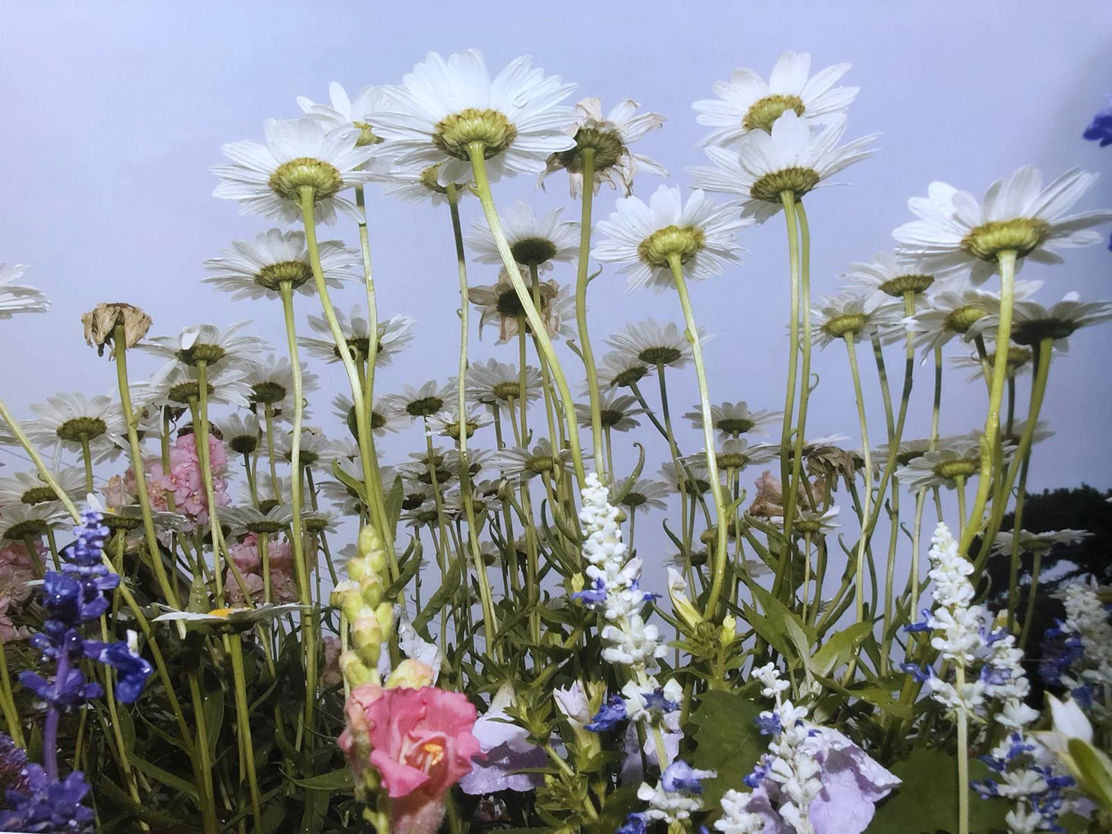 Flowers - Image 8