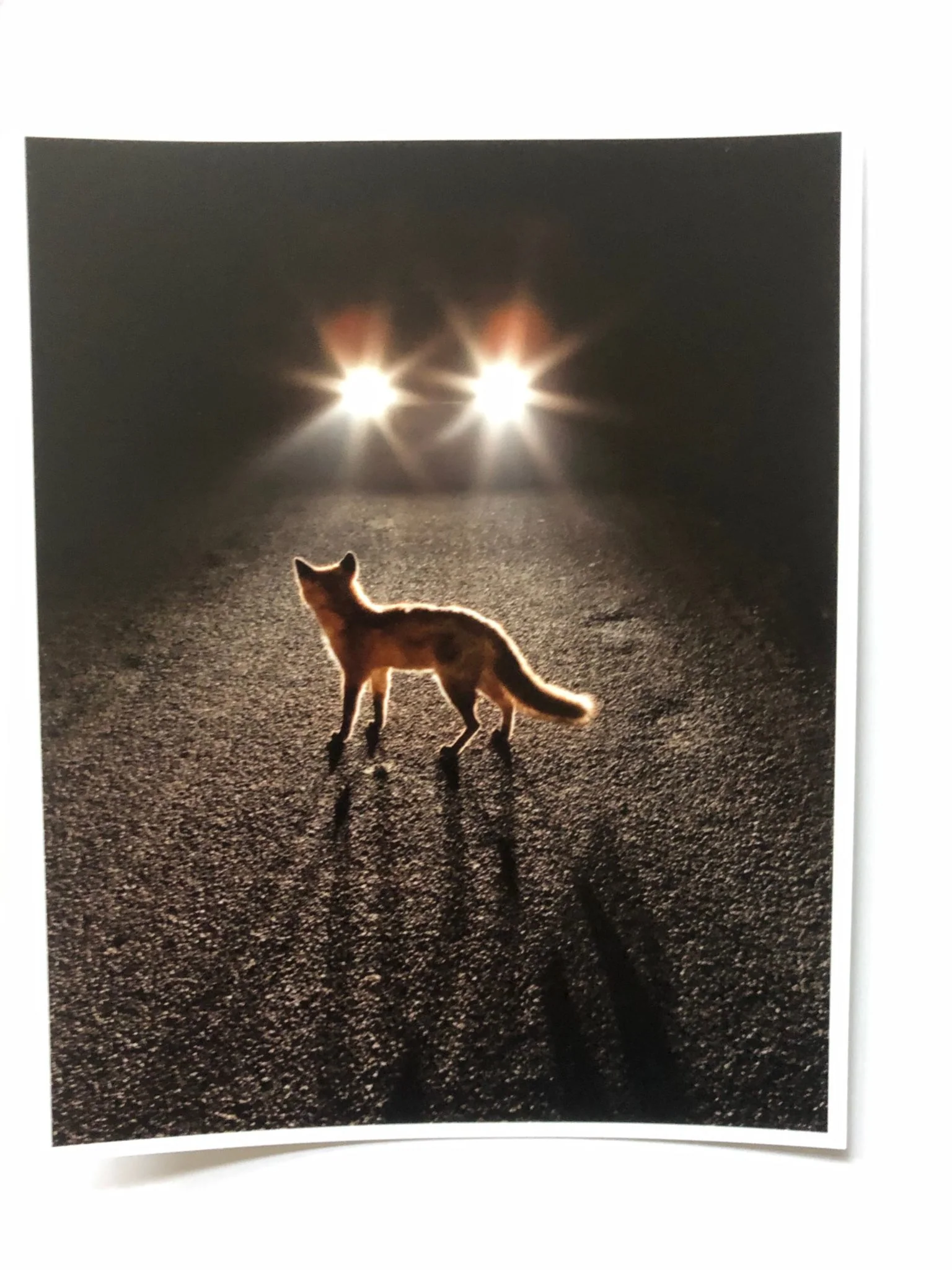 Fox about Town (One Picture Book) - Image 3