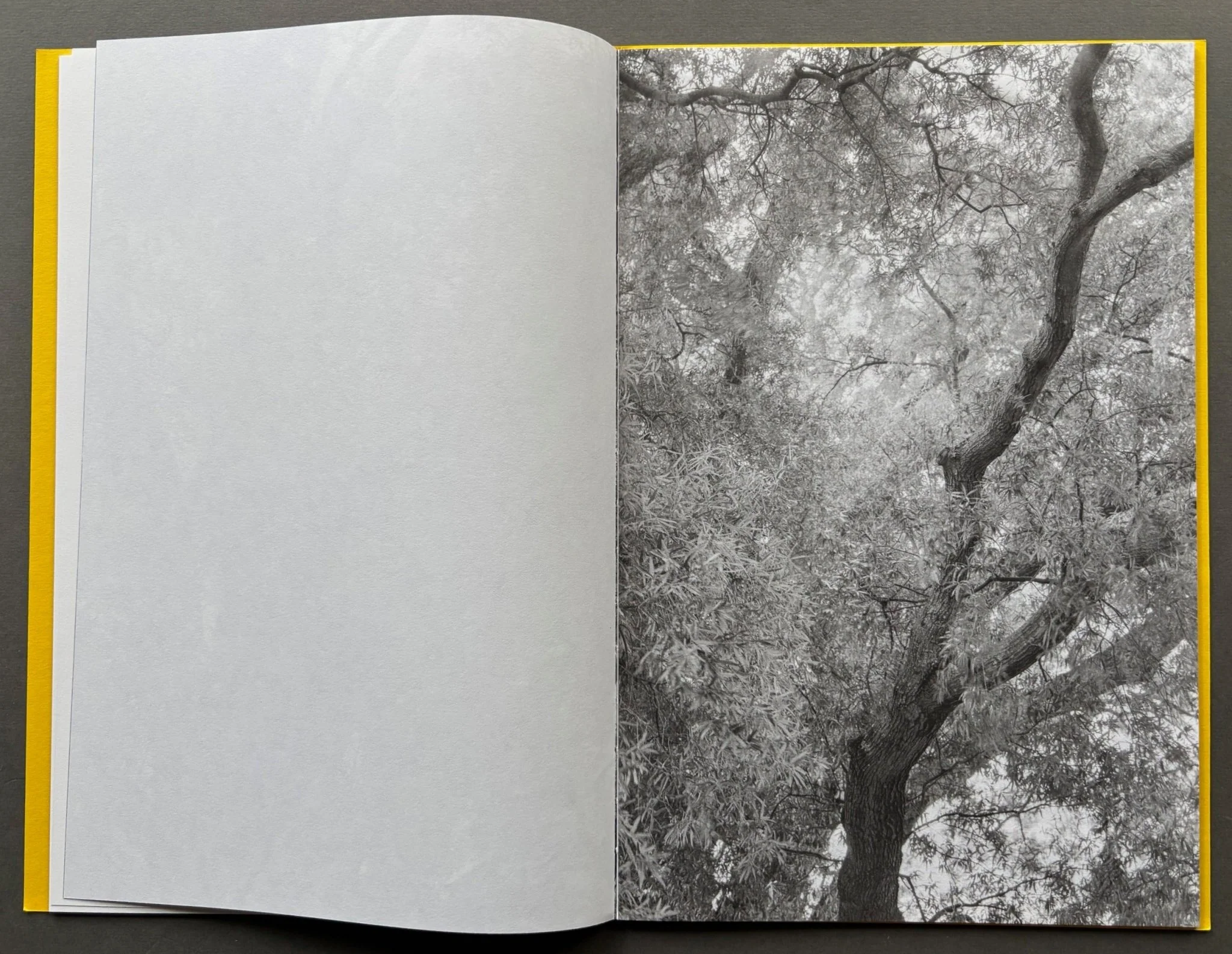 Giant Willow Oak - Image 2