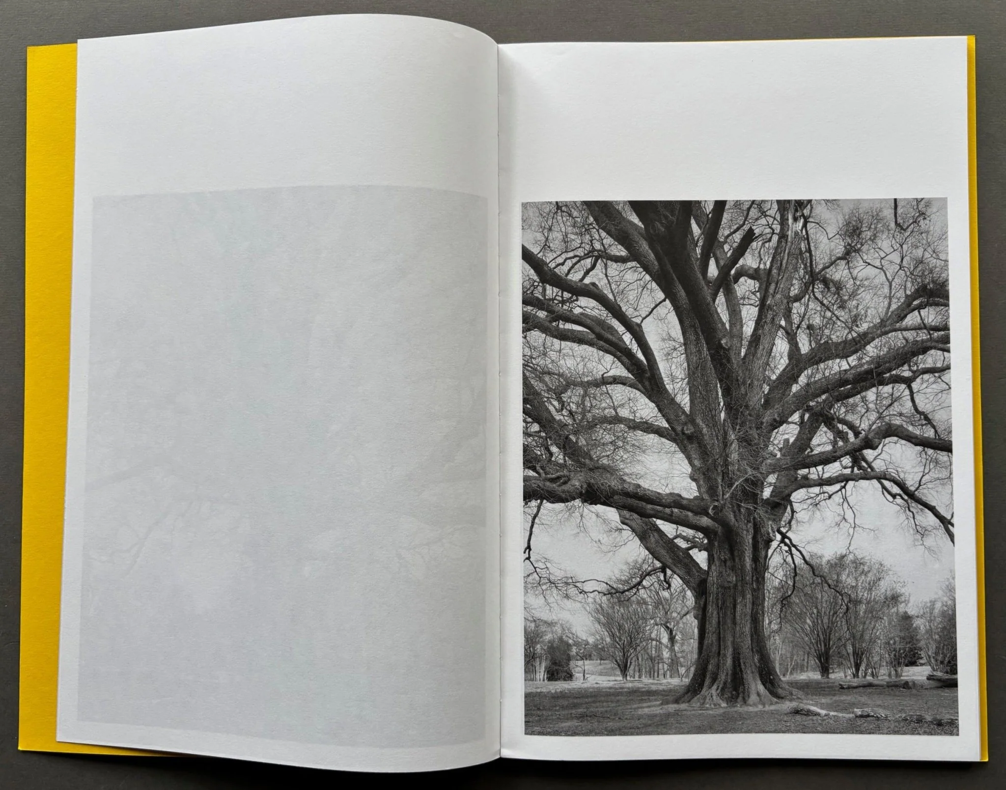 Giant Willow Oak - Image 3