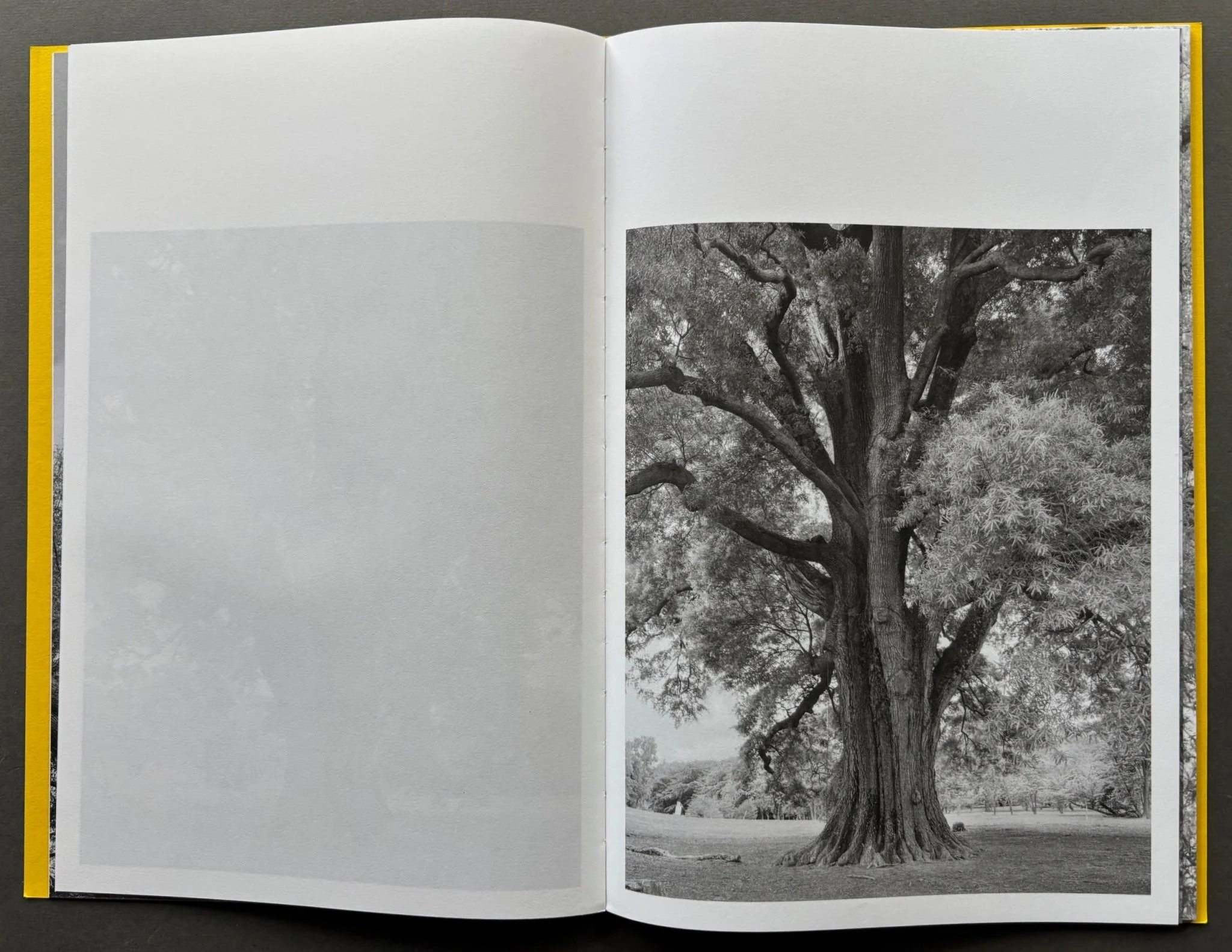 Giant Willow Oak - Image 4