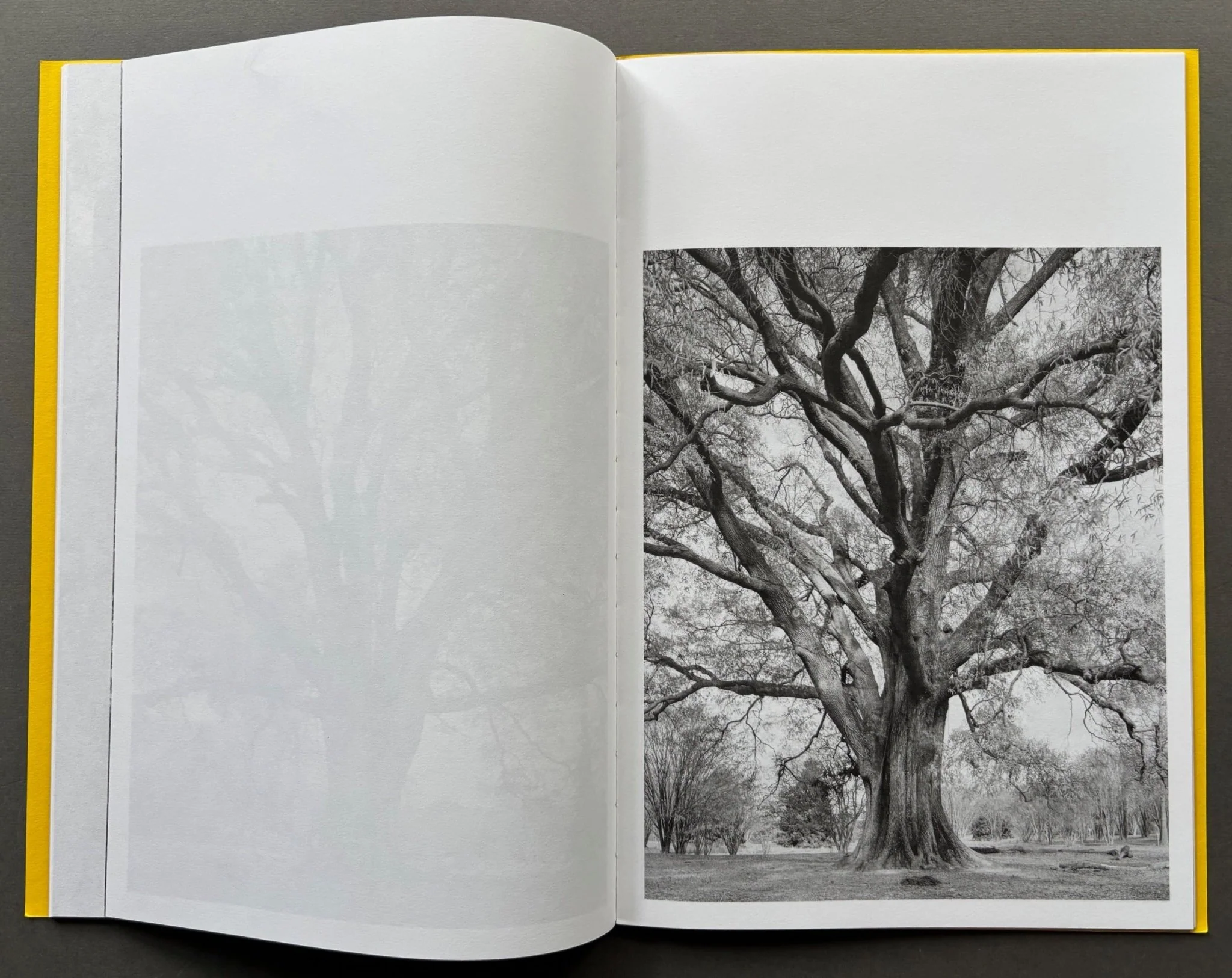 Giant Willow Oak - Image 5