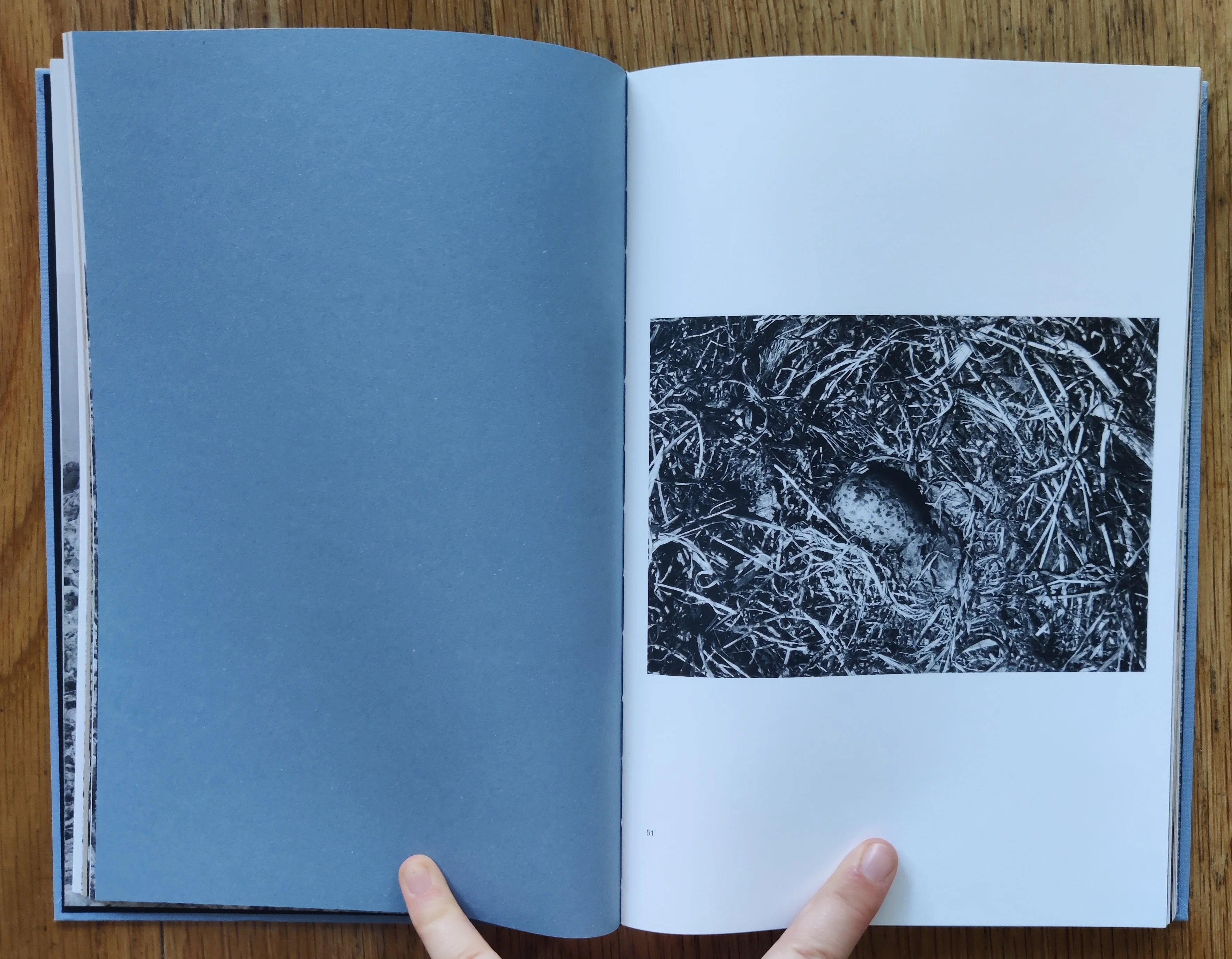 Gull Juju - Image 3