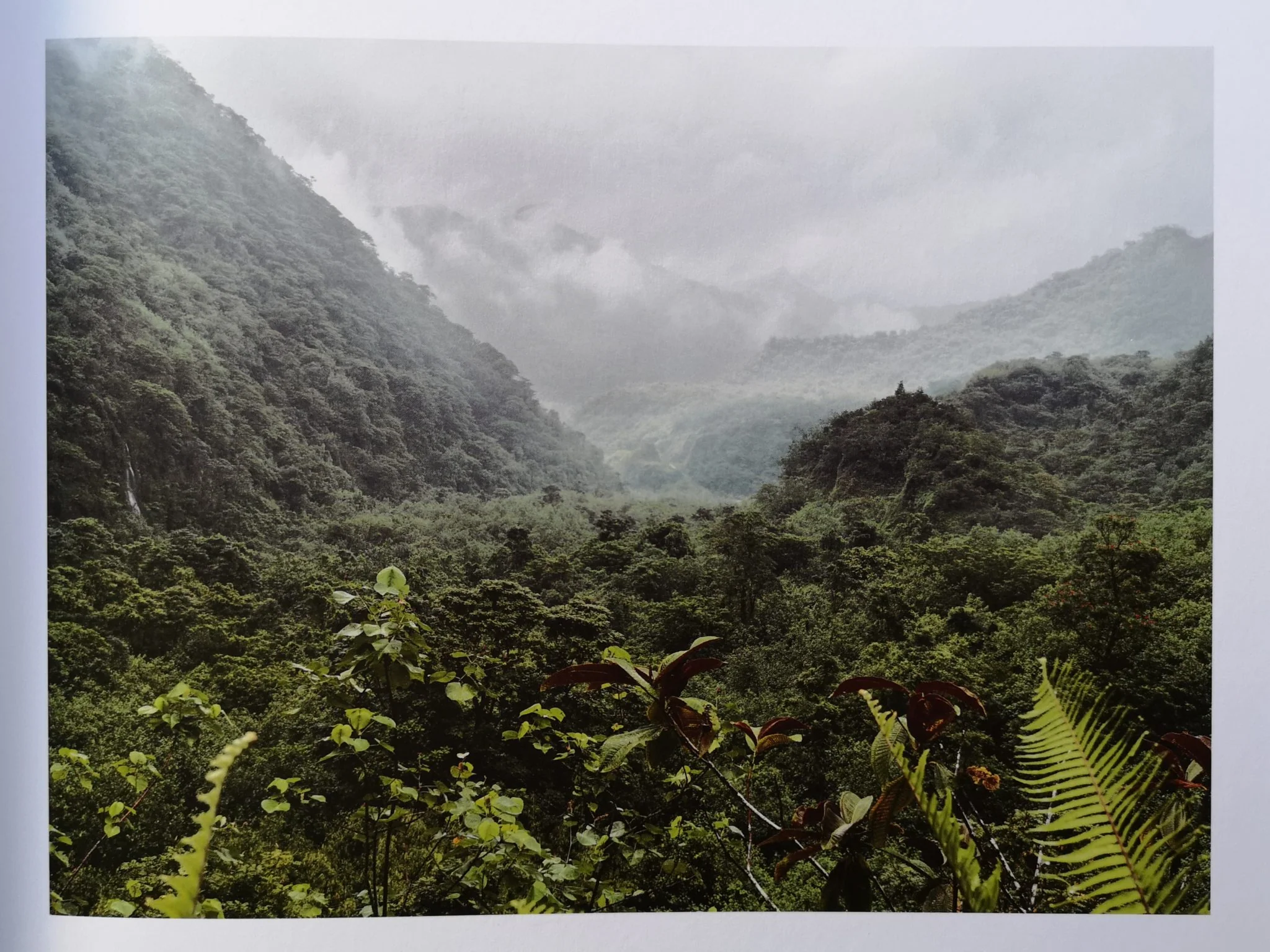 Guy Tillim: Second Nature - Image 3