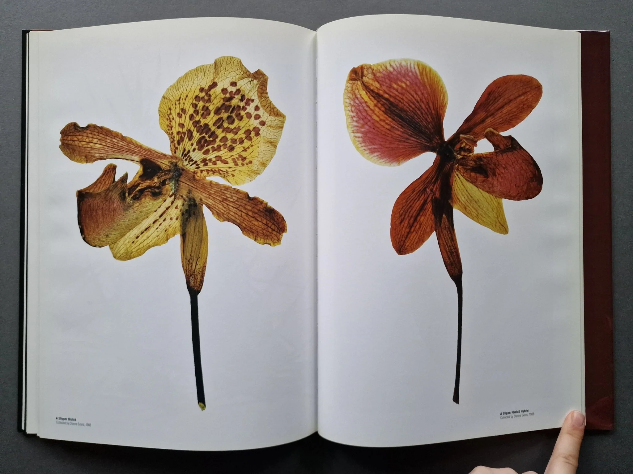 Herbrarium - Image 5
