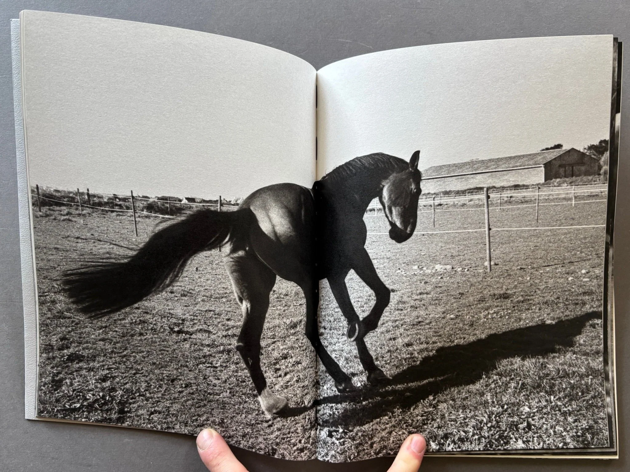 Horses - Image 3