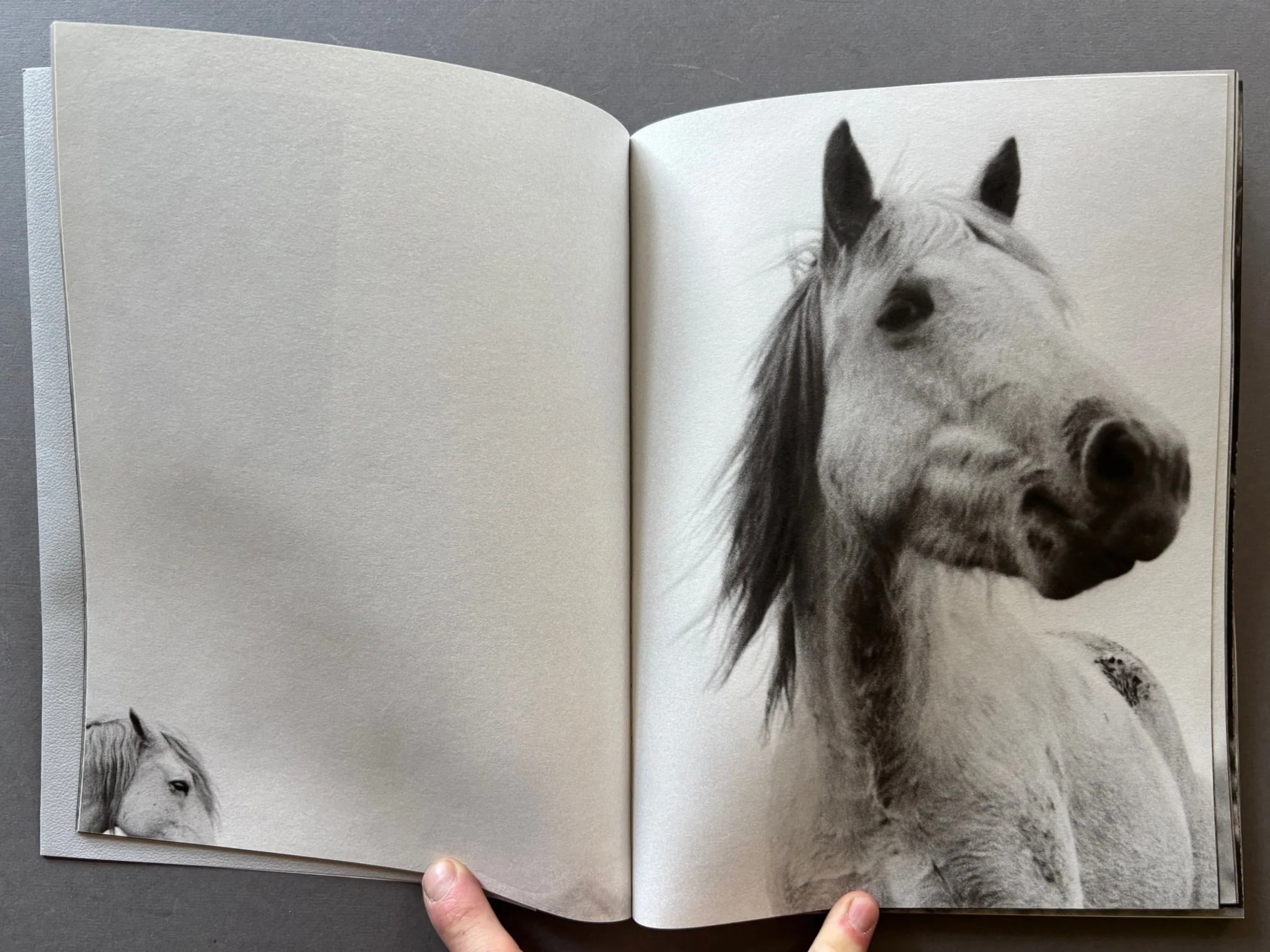 Horses - Image 4