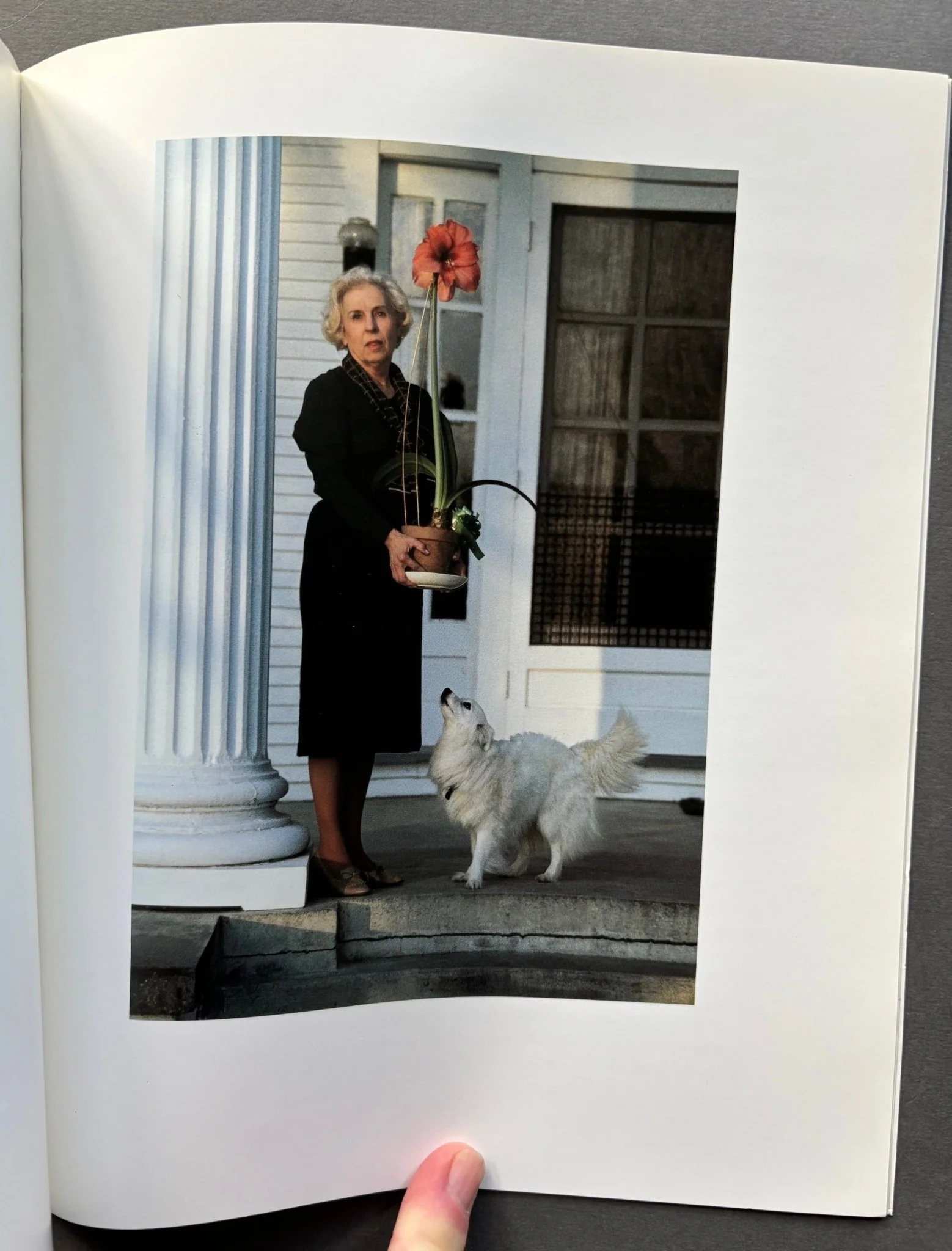 Horses and Dogs: Photographs by William Eggleston - Image 5