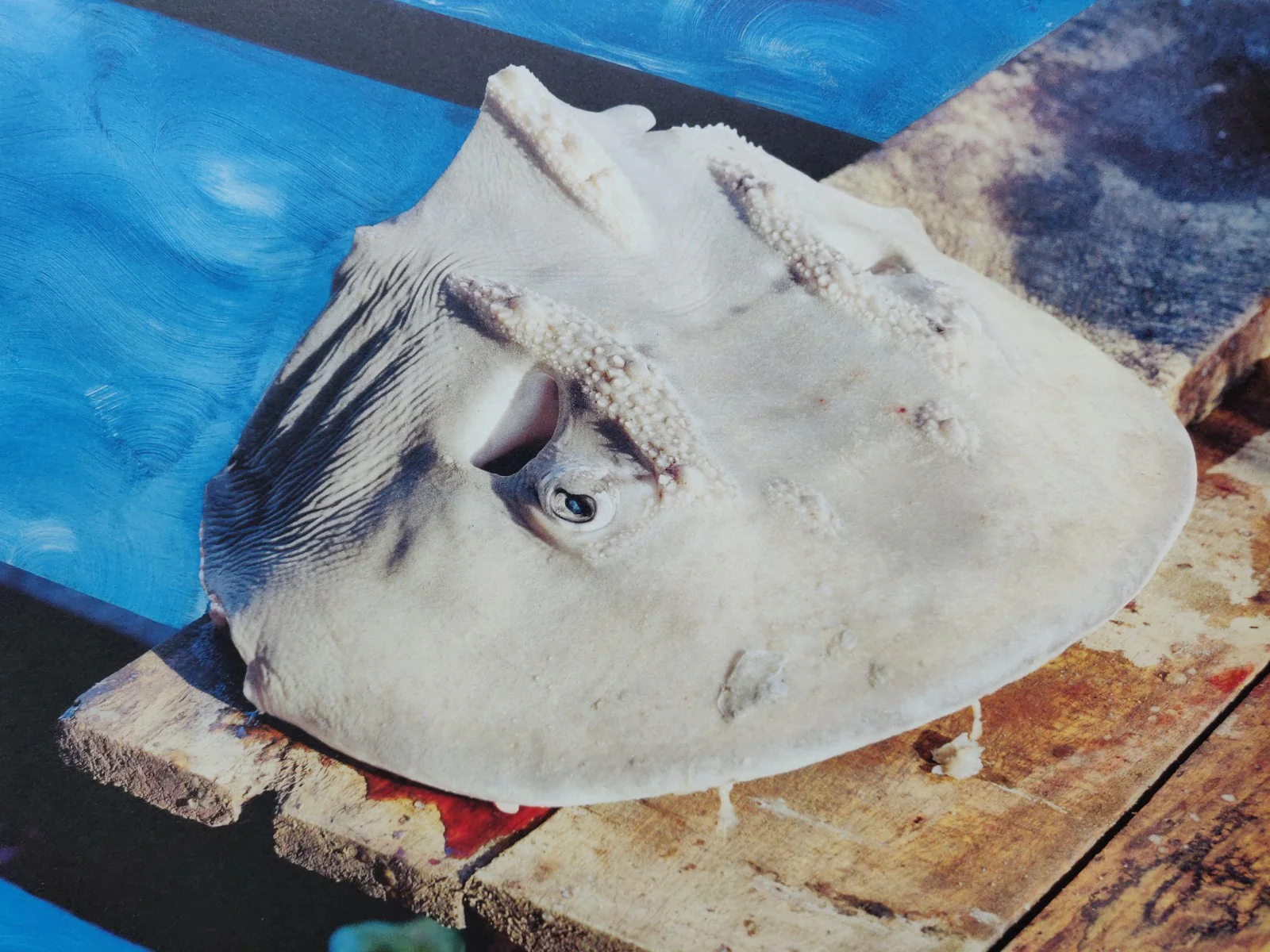 Howling Winds - Image 8
