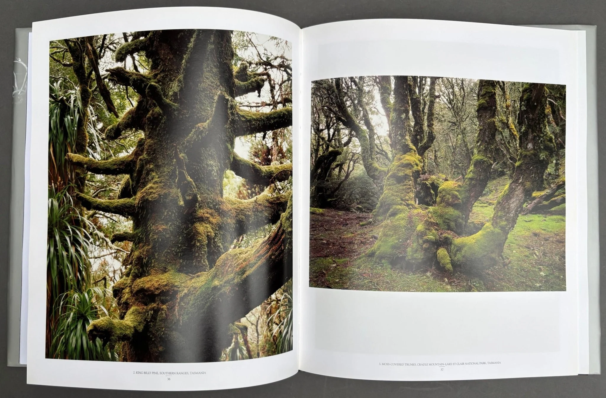 In The Forest - Image 2