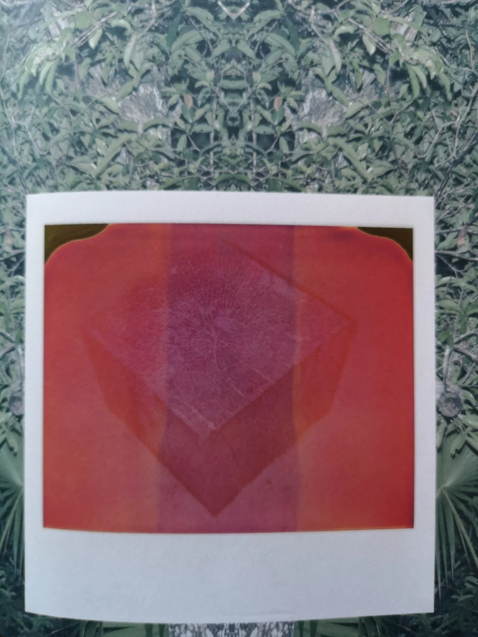 Jungle Check - Image 10