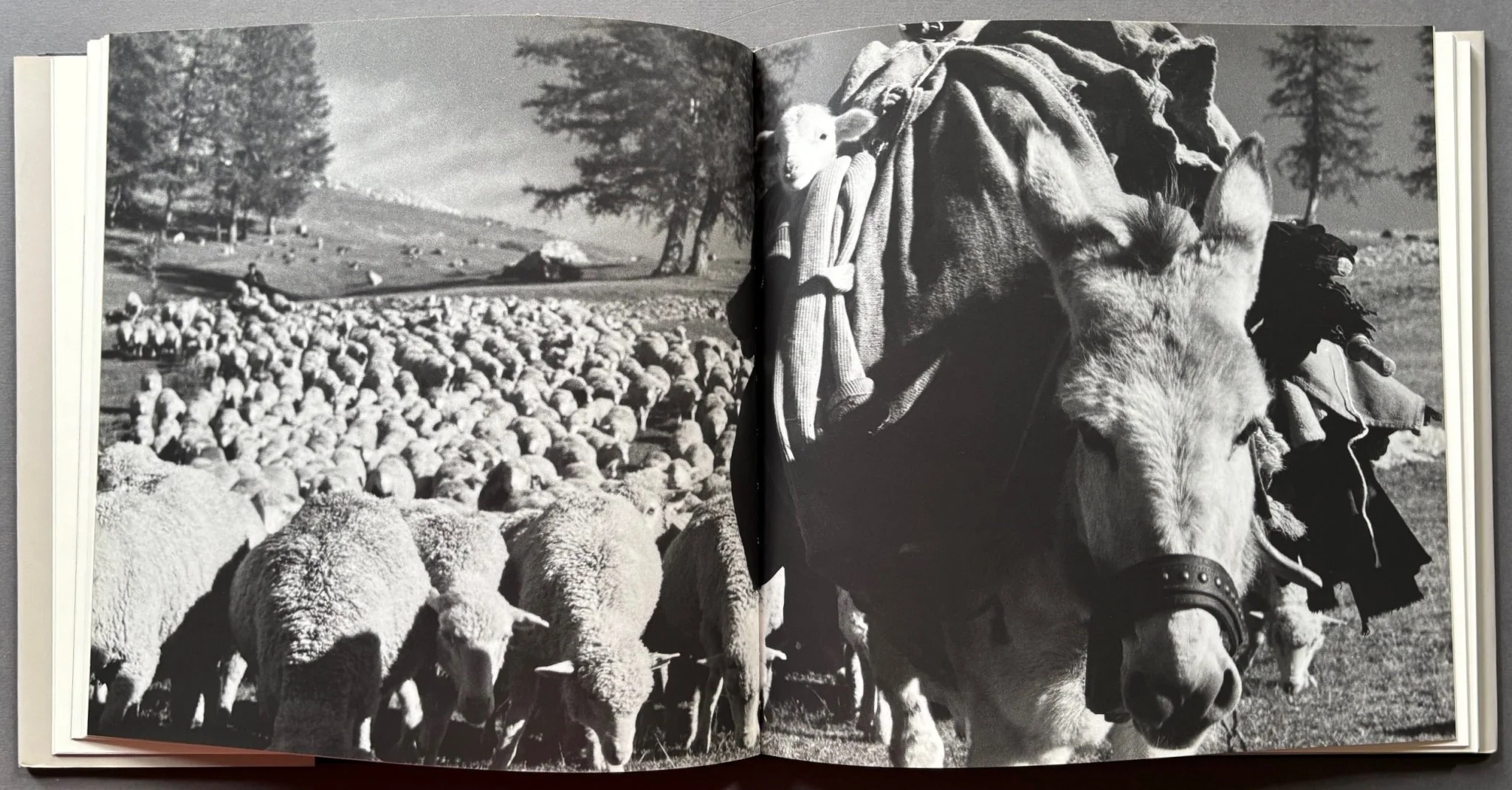 Le Transhumance De Robert Doisneau - Image 3