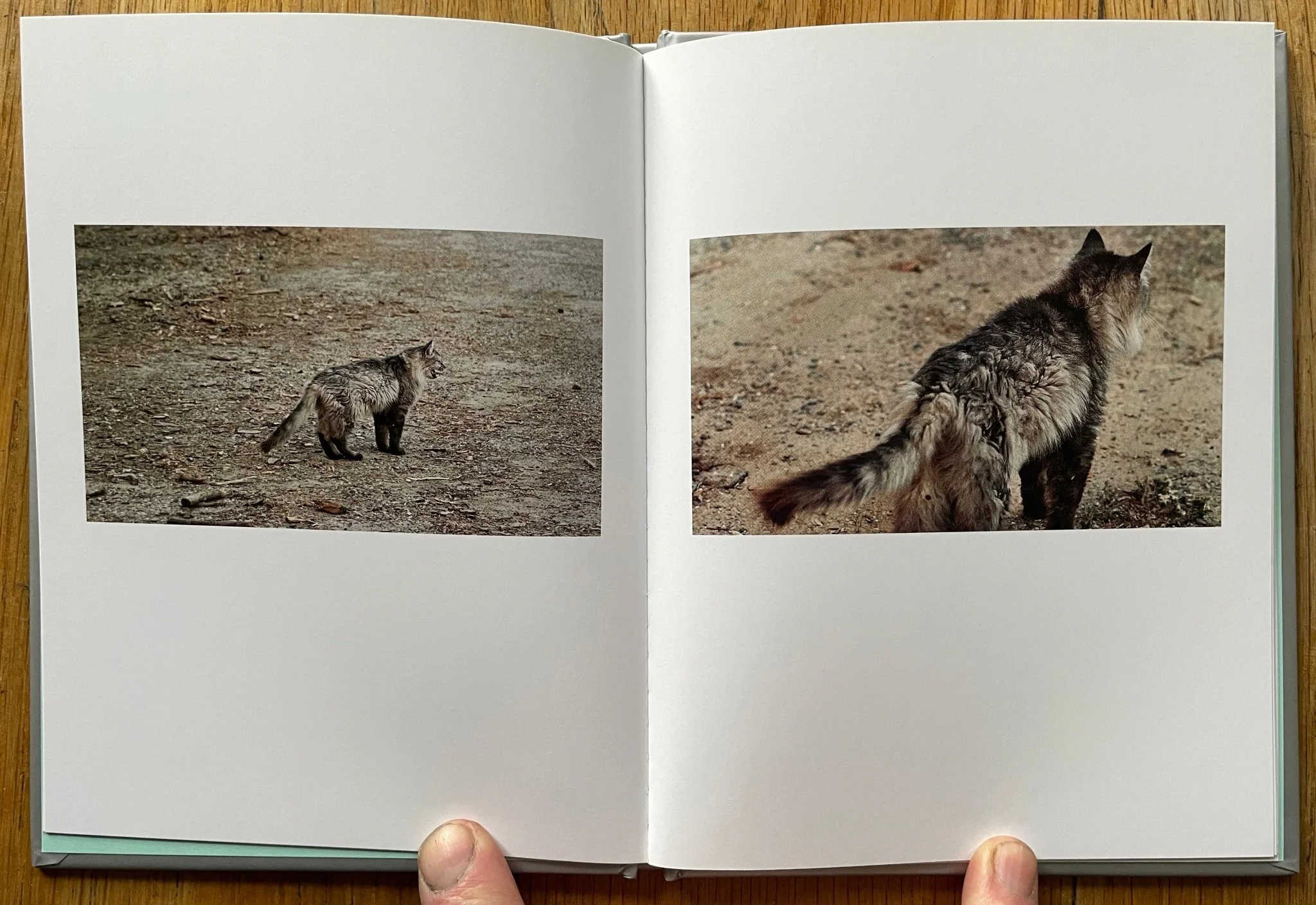 Lion King (One Picture Book) - Image 5