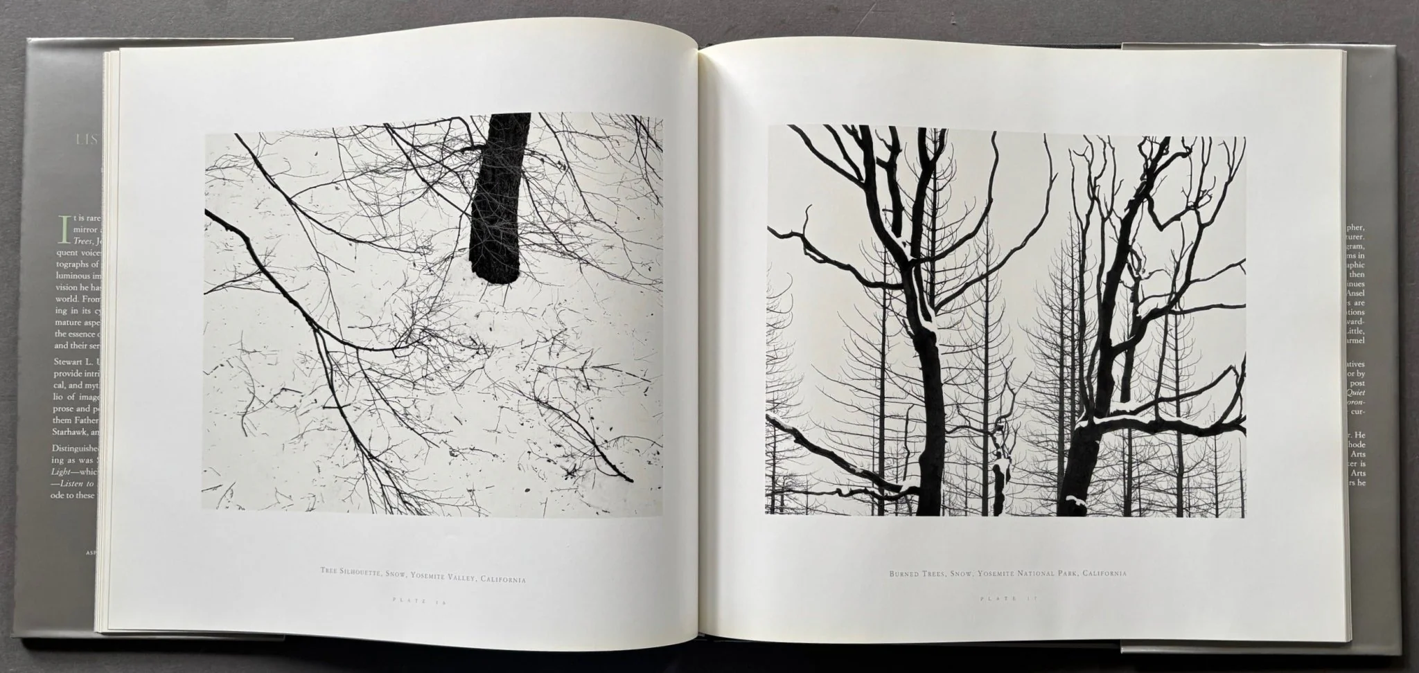 Listen To The Trees - Image 3