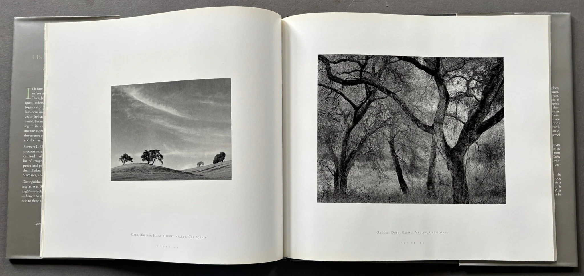 Listen To The Trees - Image 5