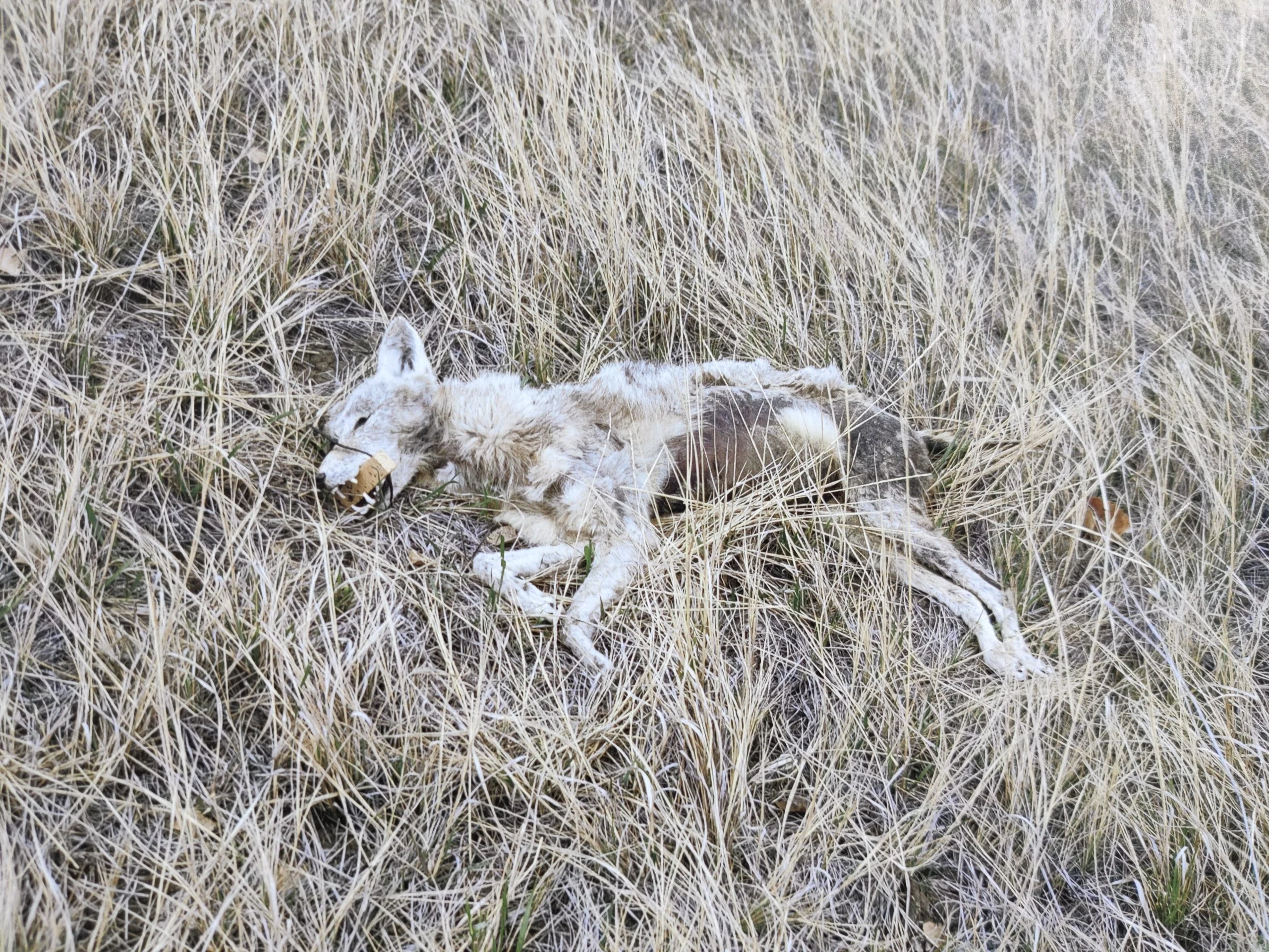 Lost in the Wilderness - Image 6