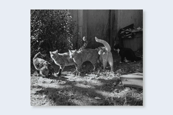 Low-fi-Cats - Image 3