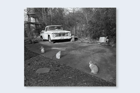 Low-fi-Cats - Image 4