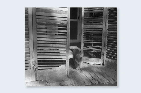 Low-fi-Cats - Image 5