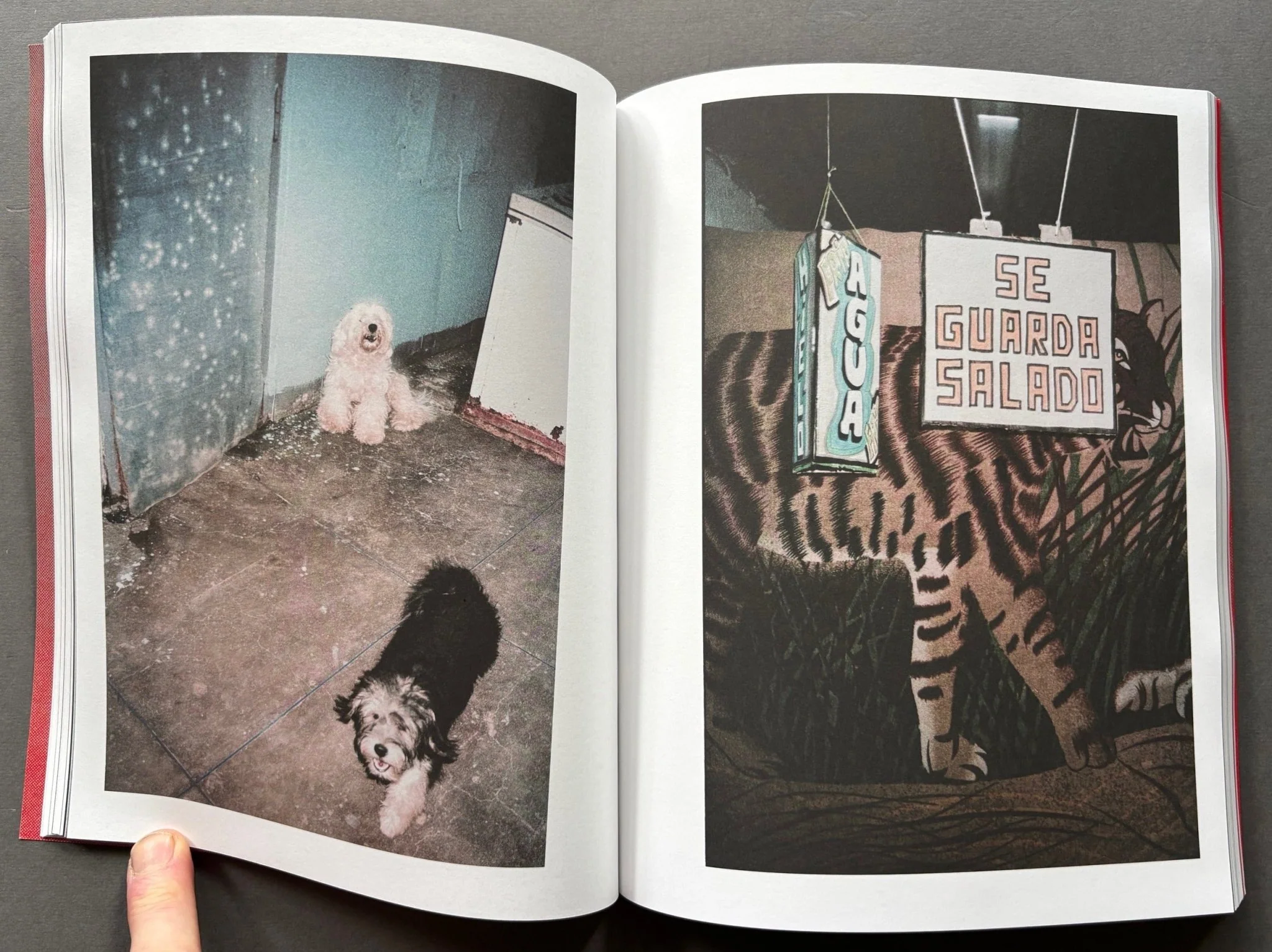 Mi Perro - Image 3