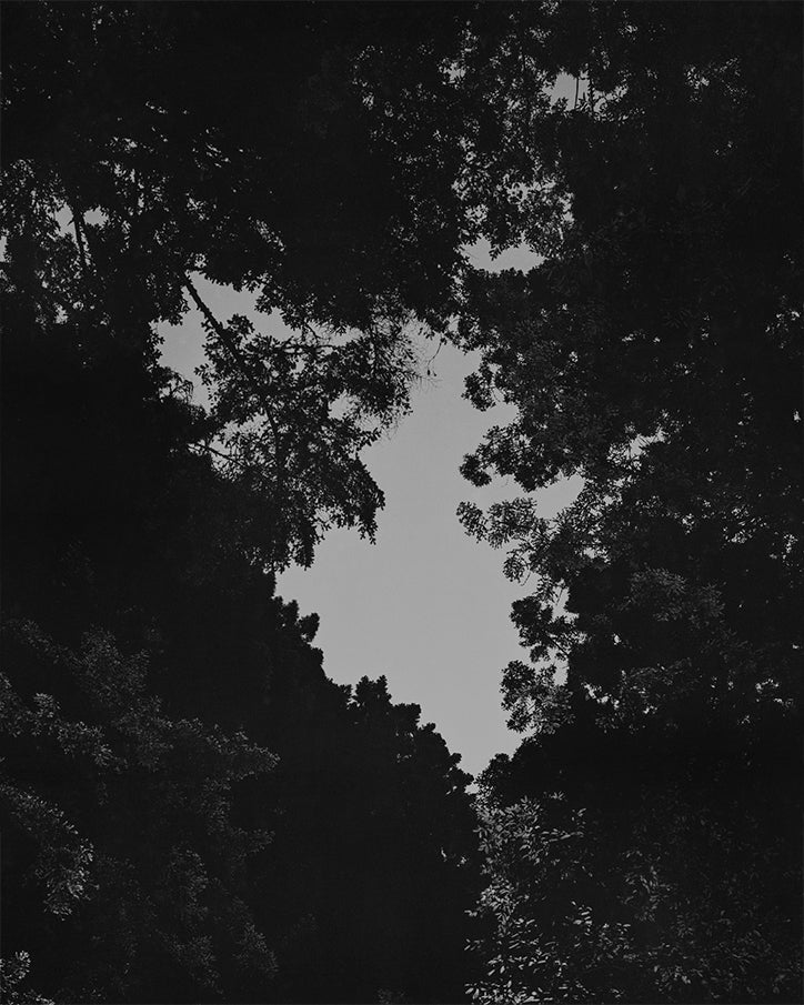 Monte Rio Cinema (Limited Edition Print with a signed copy of Parliament of Owls) - Image 12