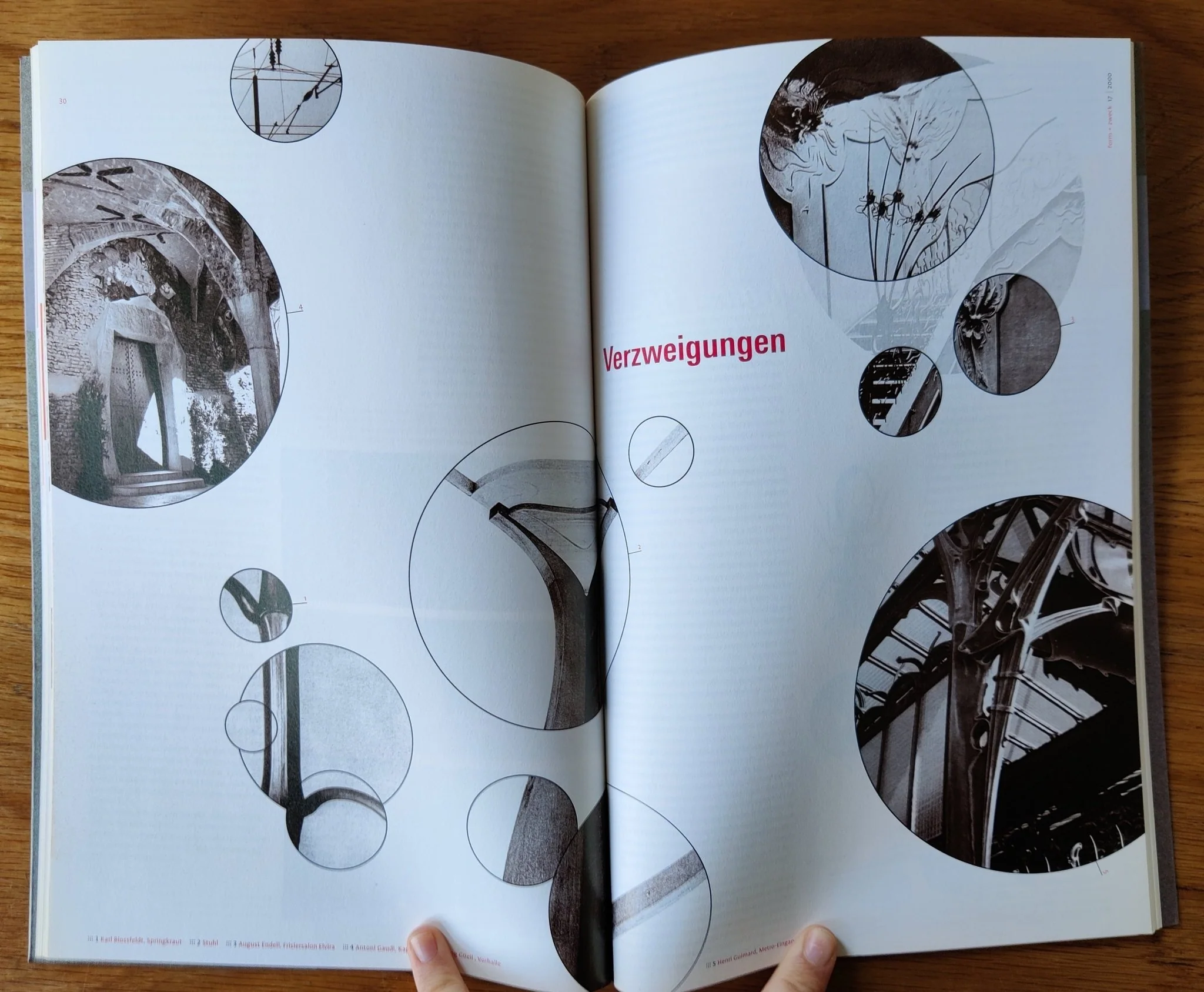 Morphologie/ Neobiologie - Morphology / Neobiology - Image 2