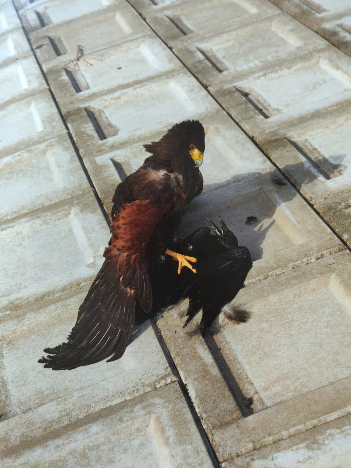 Murder - Image 4
