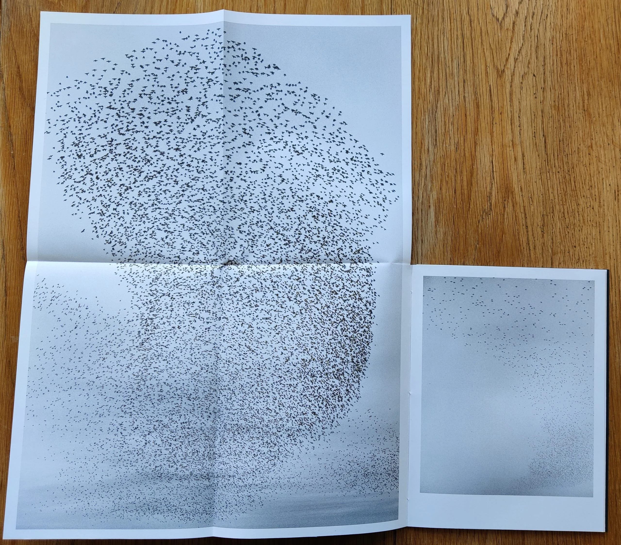 Murmurations - Image 3