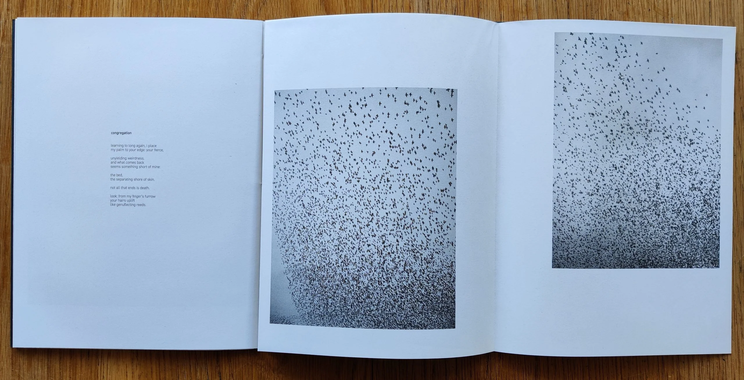 Murmurations - Image 4
