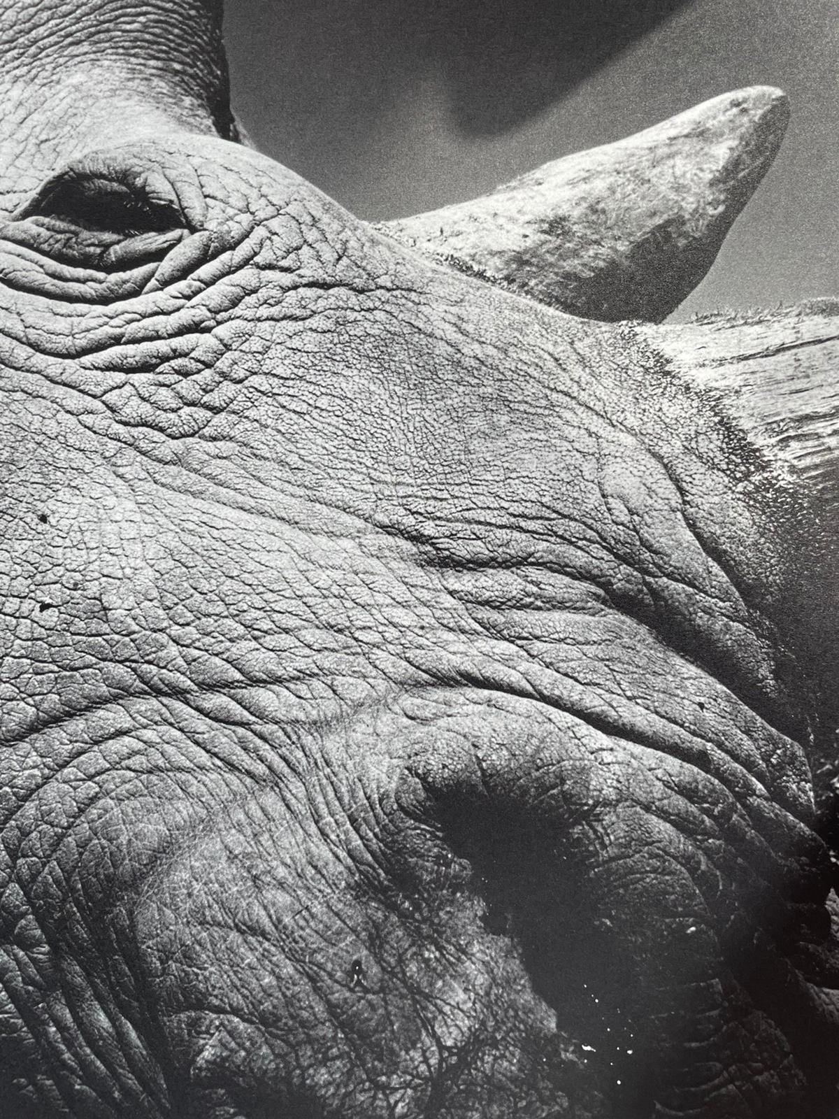 Ol Pejeta - Image 4