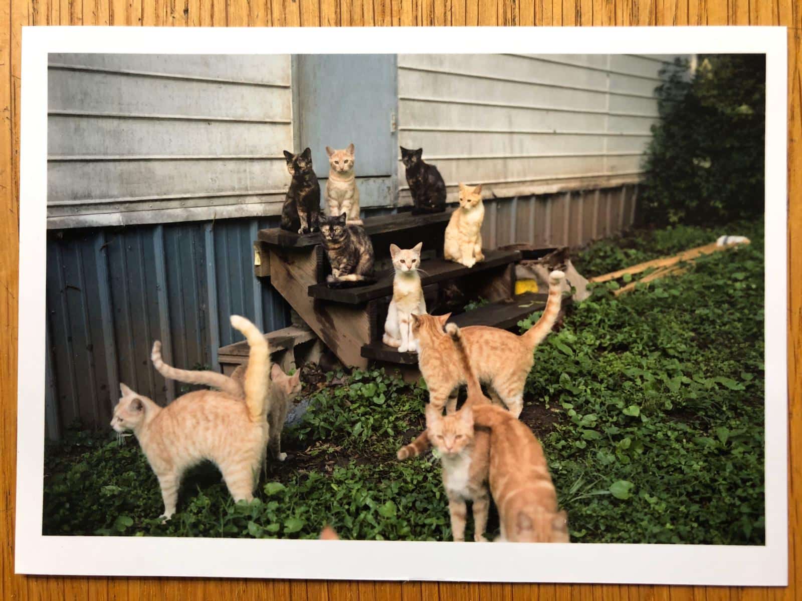 One Picture Book Set: Cats, Requiem, Gas Stations 1982 & 1986, Darshan - Image 15