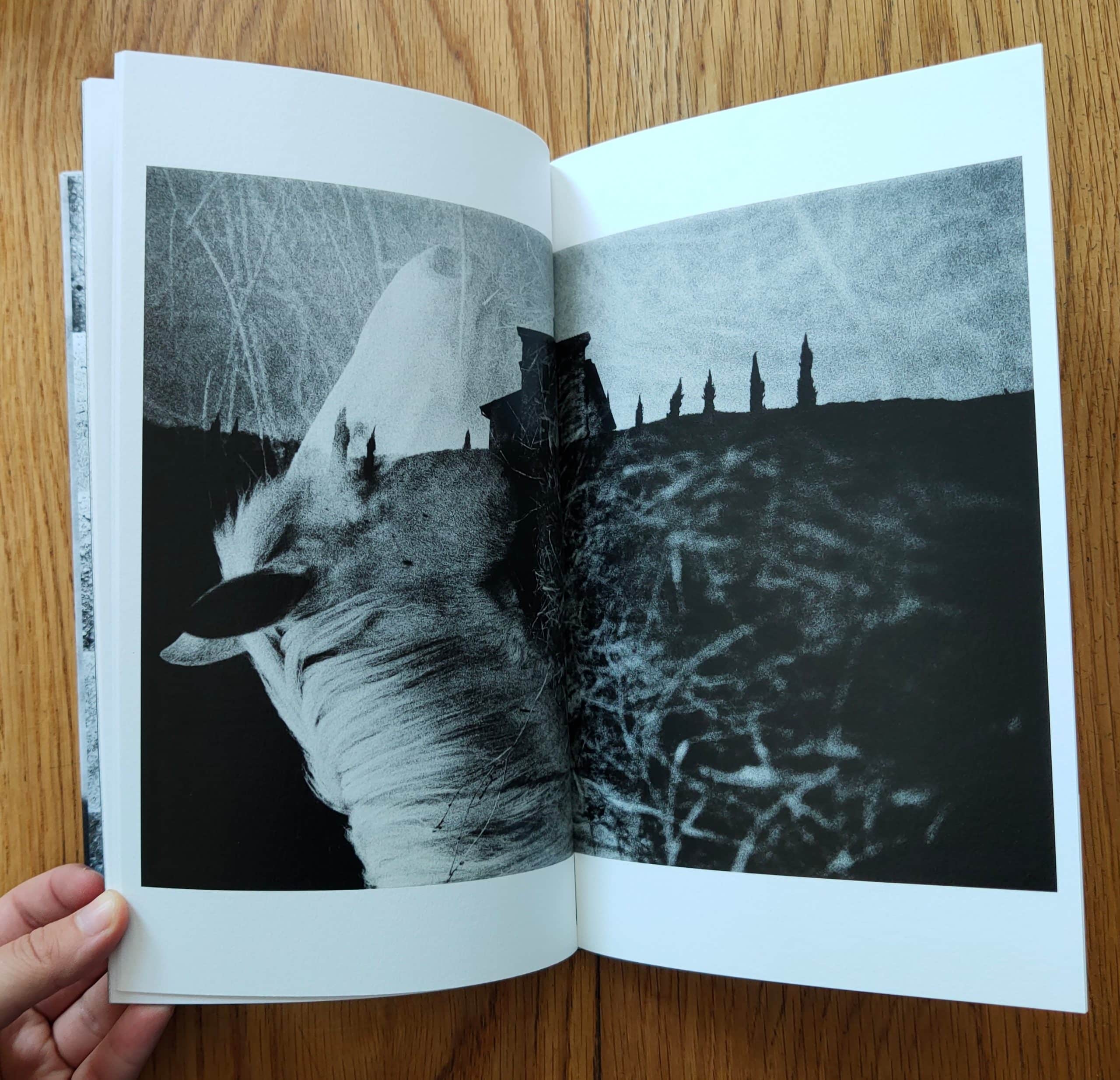 One Tree - Special Edition - Image 6