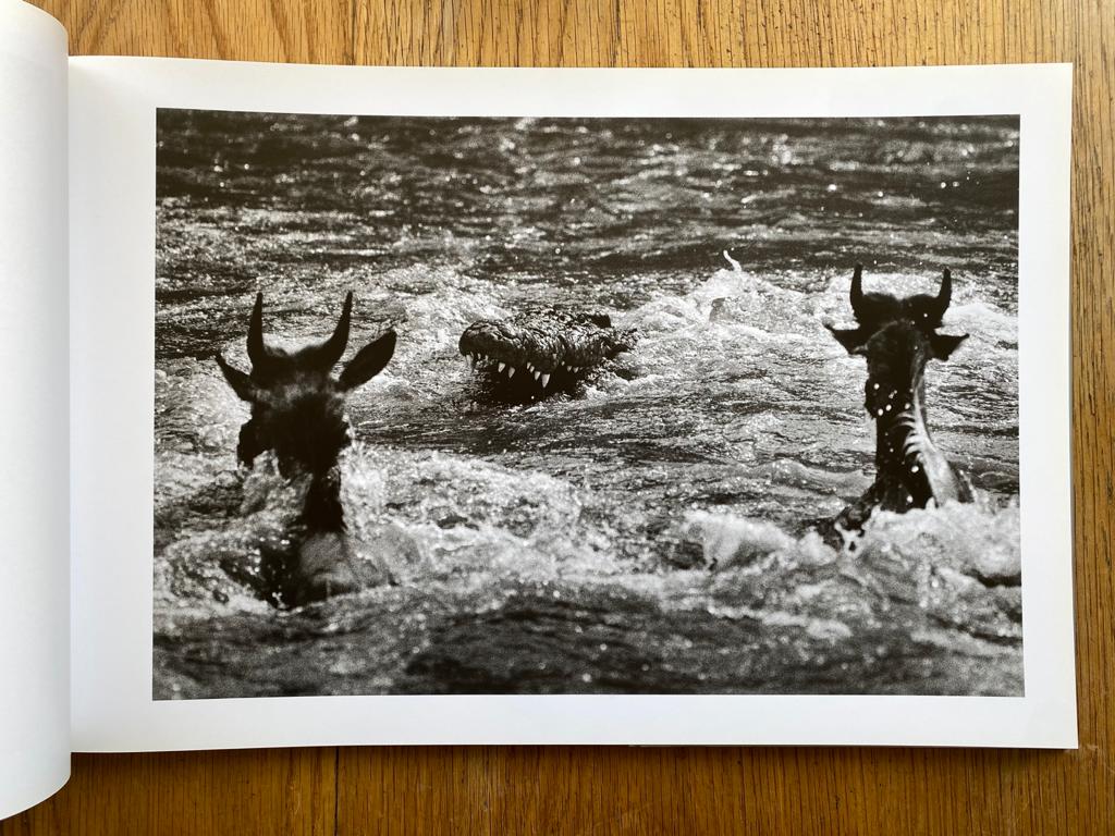 Paradise Crossing - Image 7