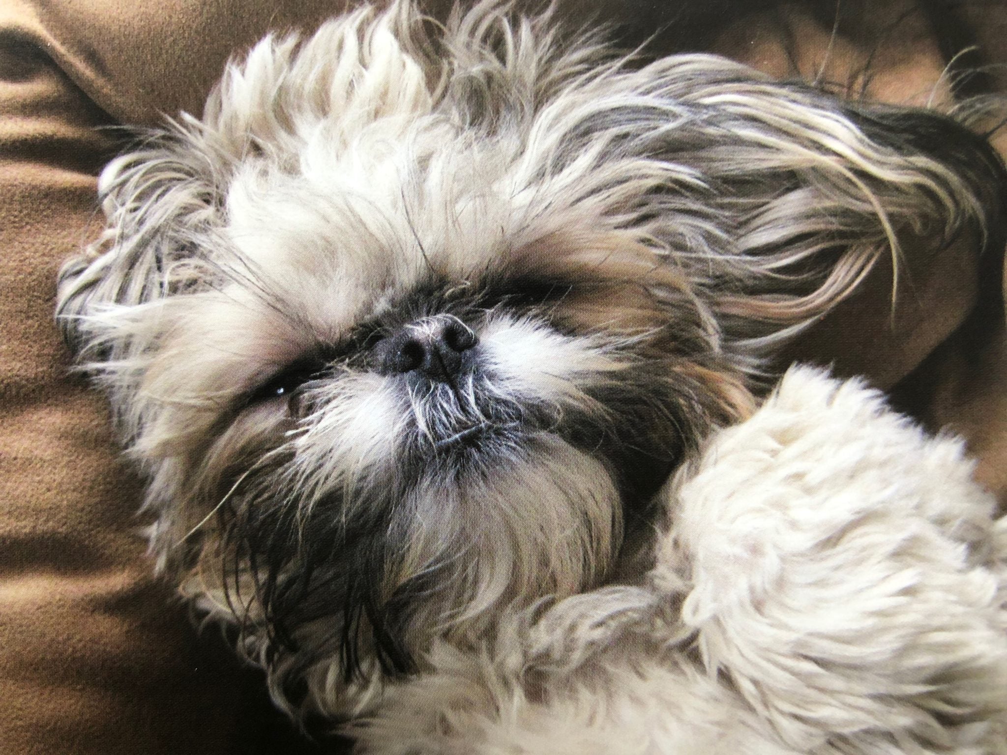 Pet Pictures (One Picture Book) - Image 5