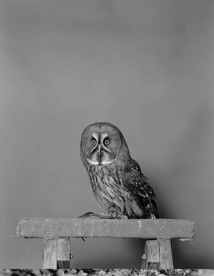 Phantom Patriot (Limited Edition Print with a signed copy of Parliament of Owls) - Image 7