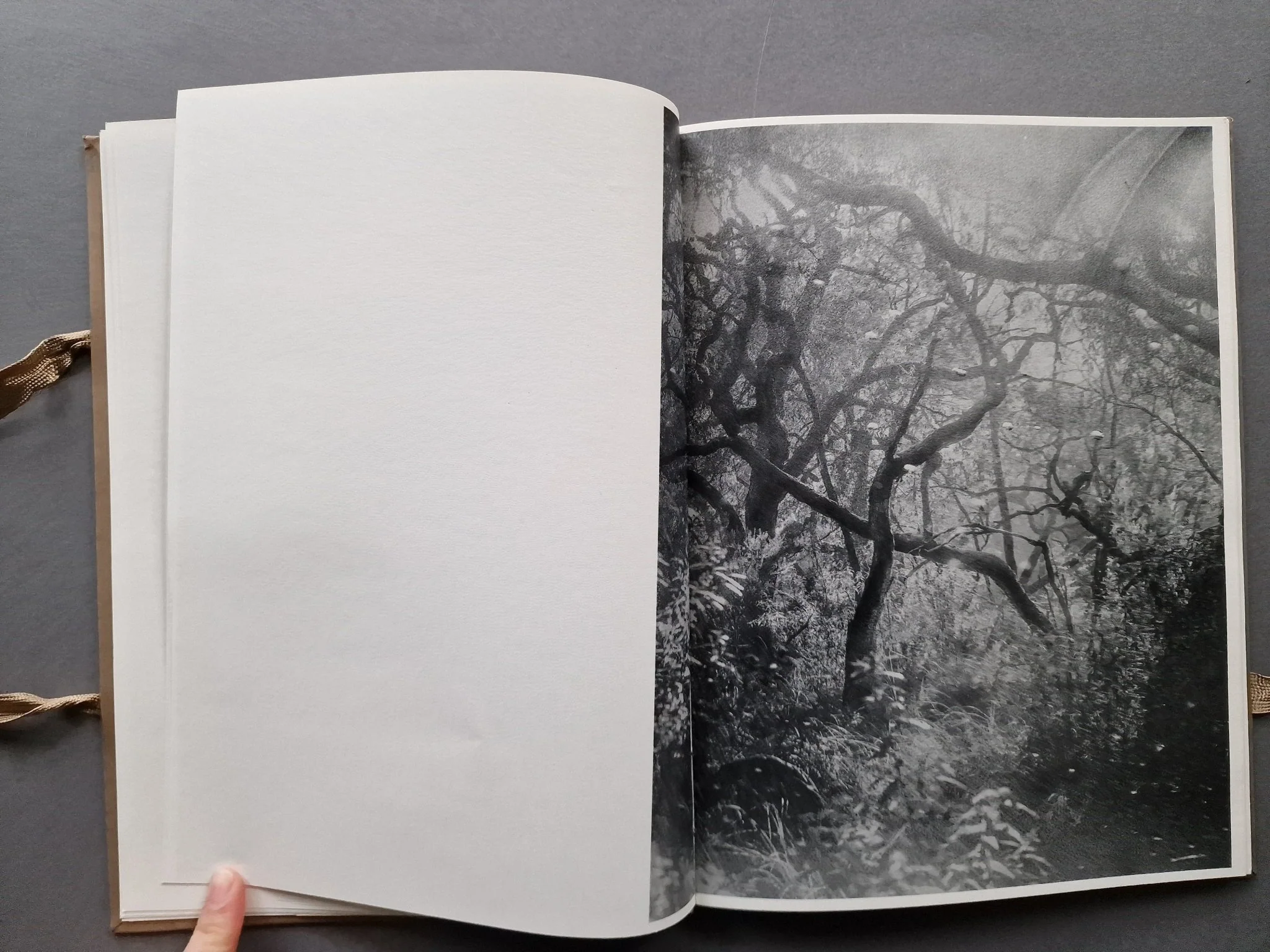 Phenomena - Image 3