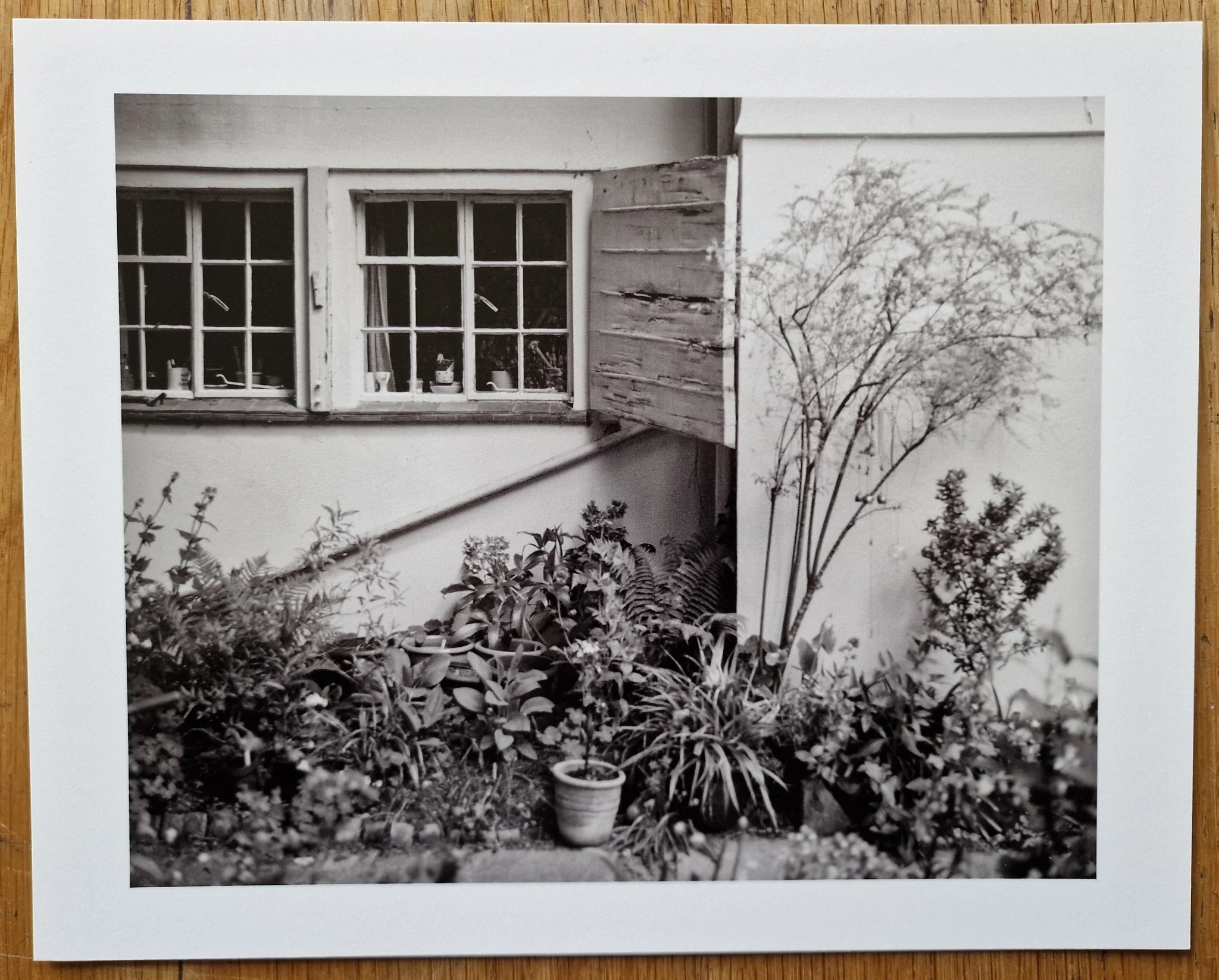 Pictures From The Garden - Image 12