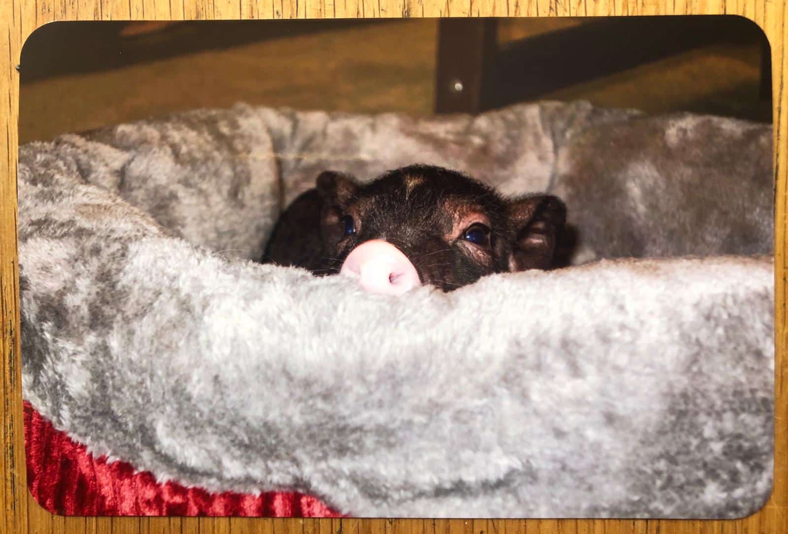 PIG - Image 3