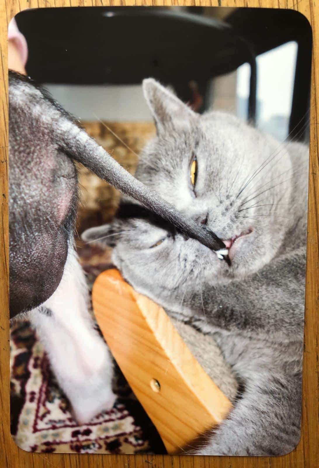 PIG - Image 6