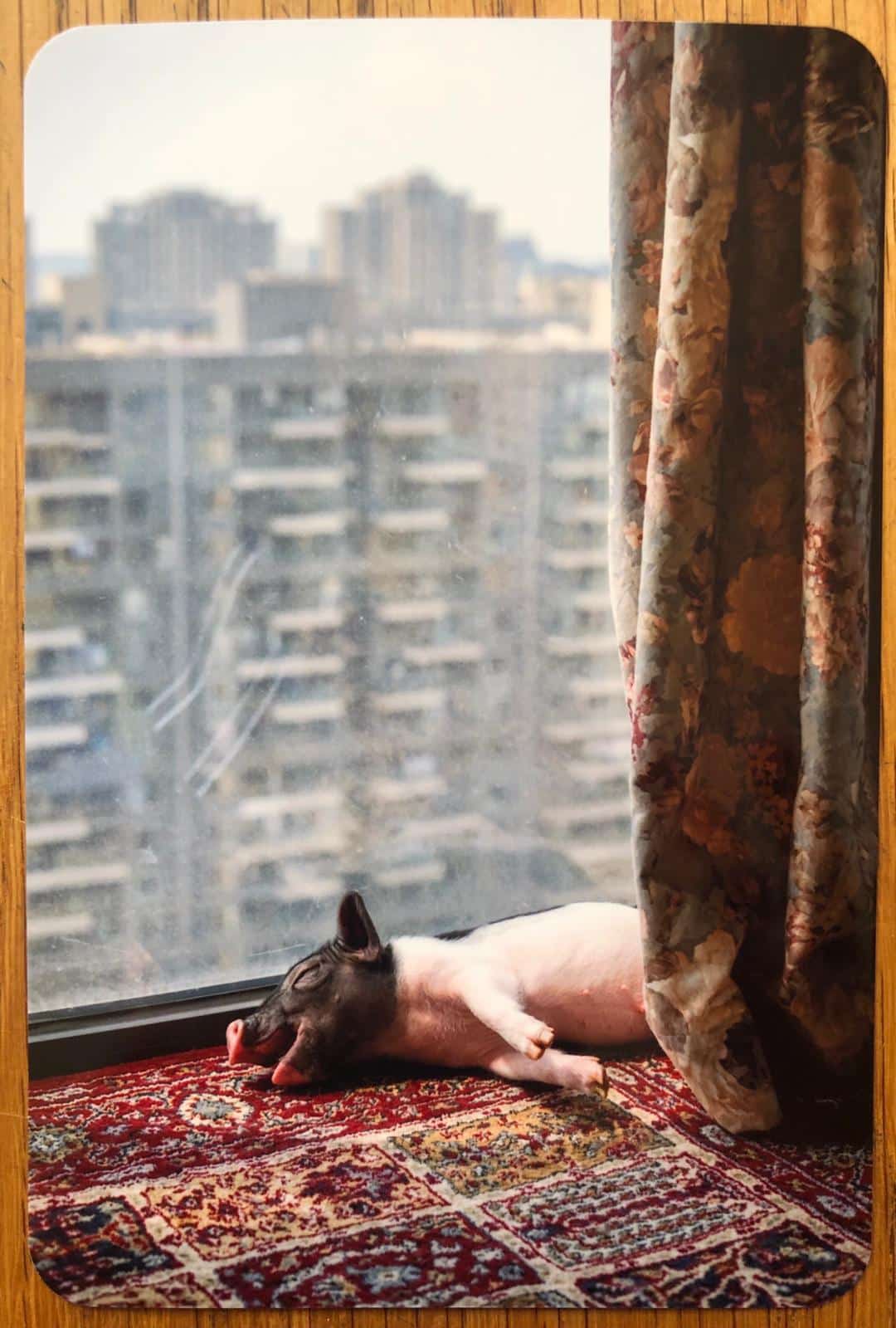 PIG - Image 8