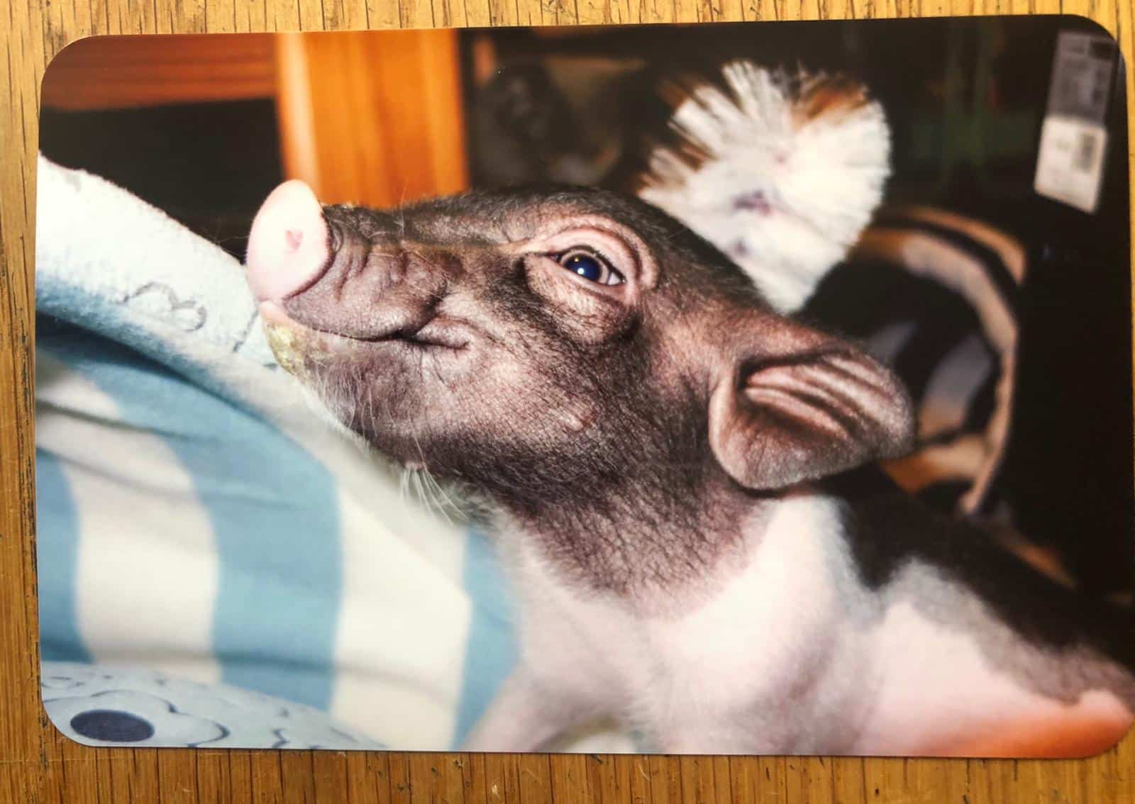PIG - Image 9