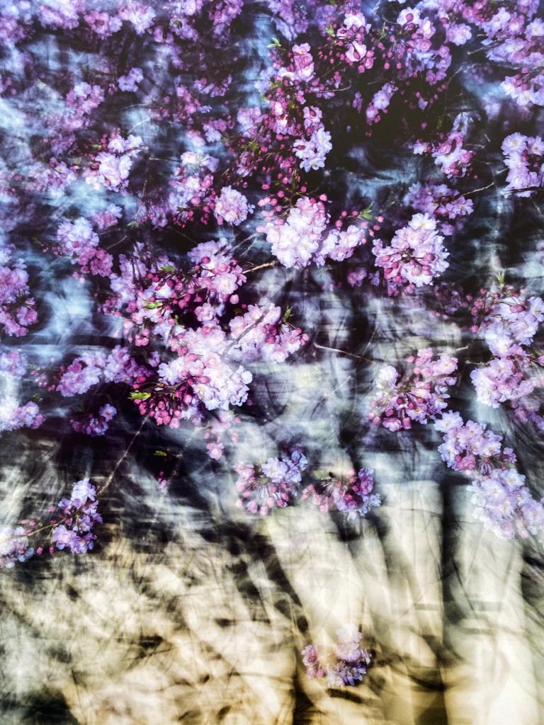 Sakura - Image 3