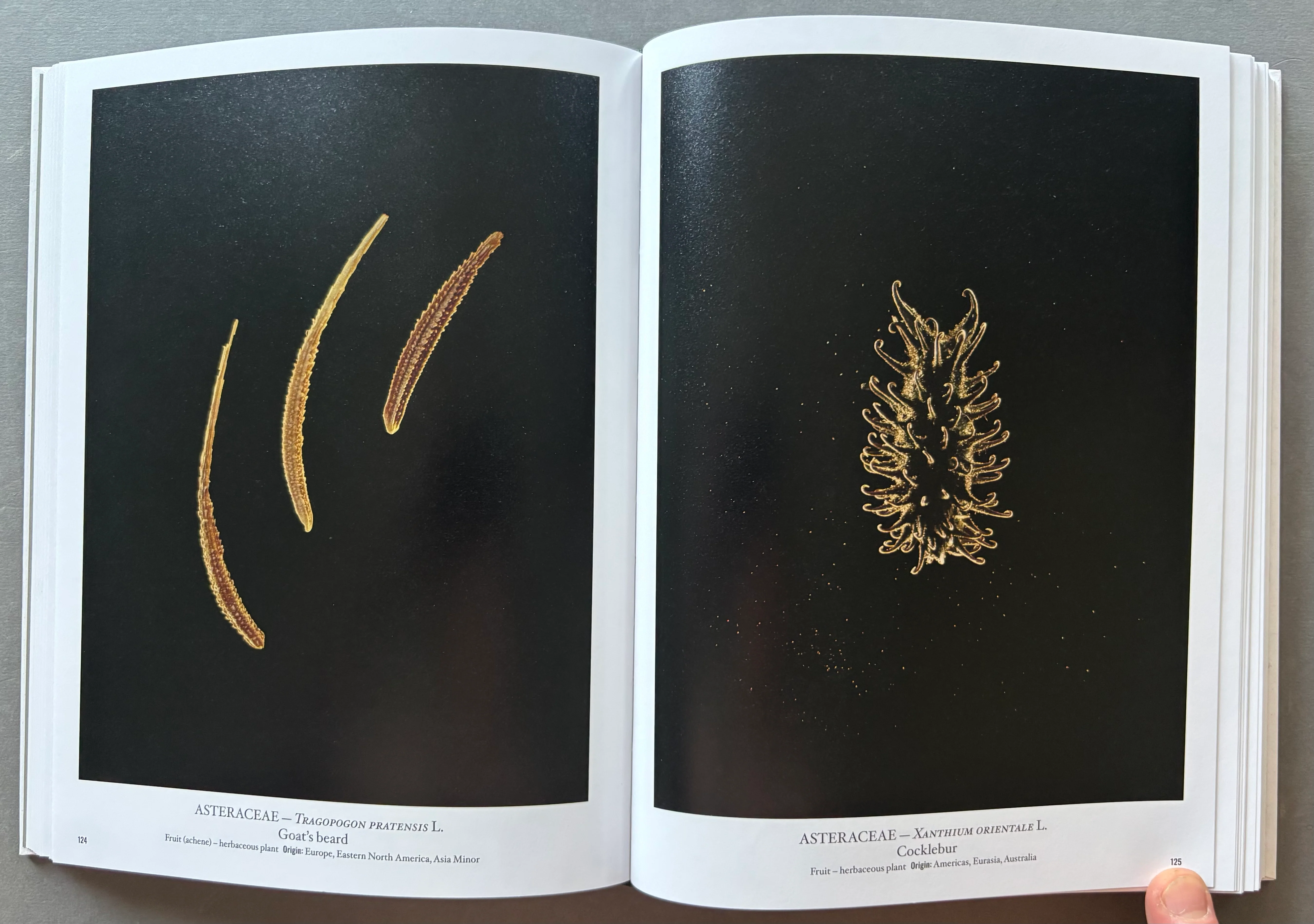 Seed Stories - Image 2