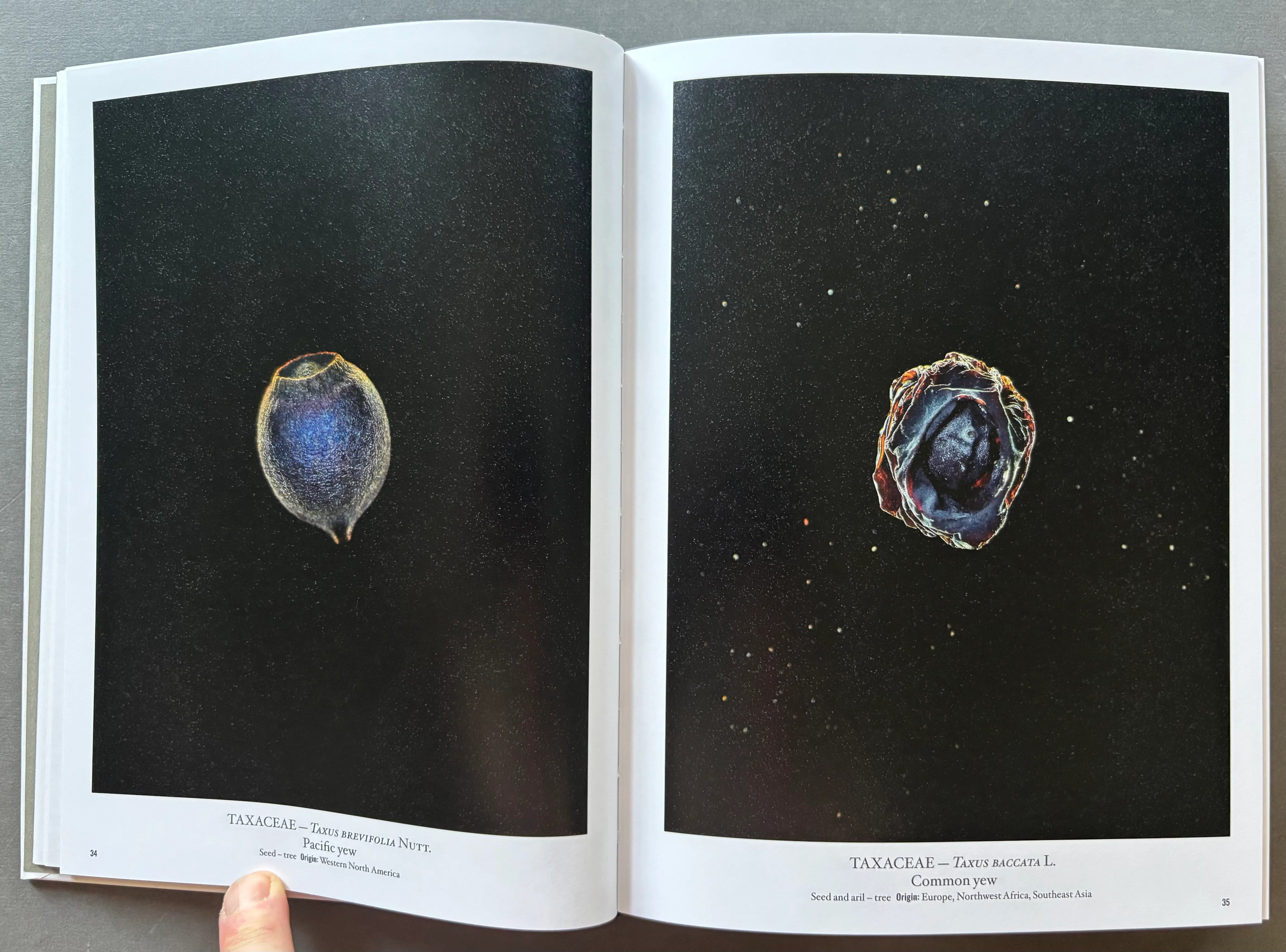Seed Stories - Image 3