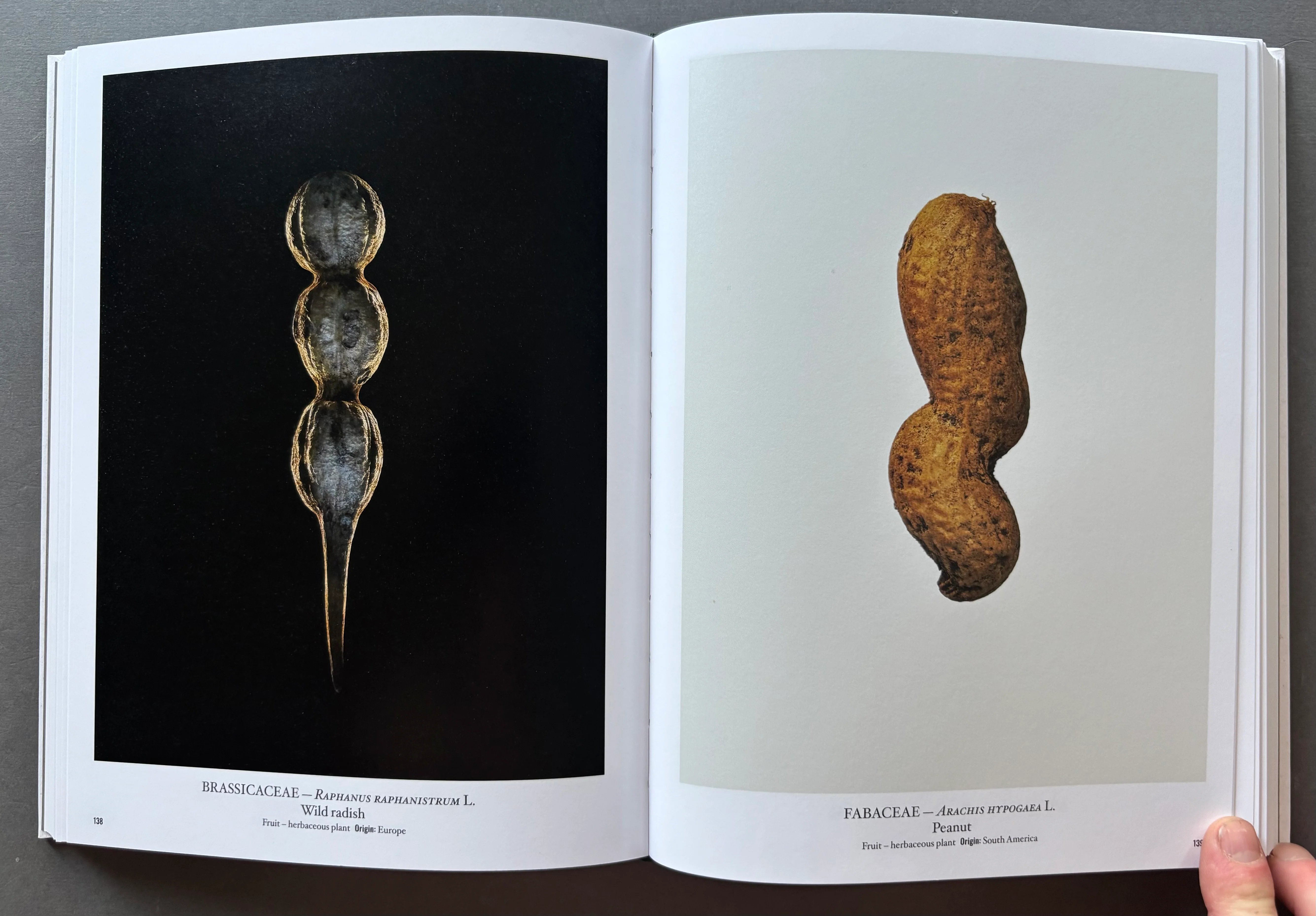 Seed Stories - Image 4