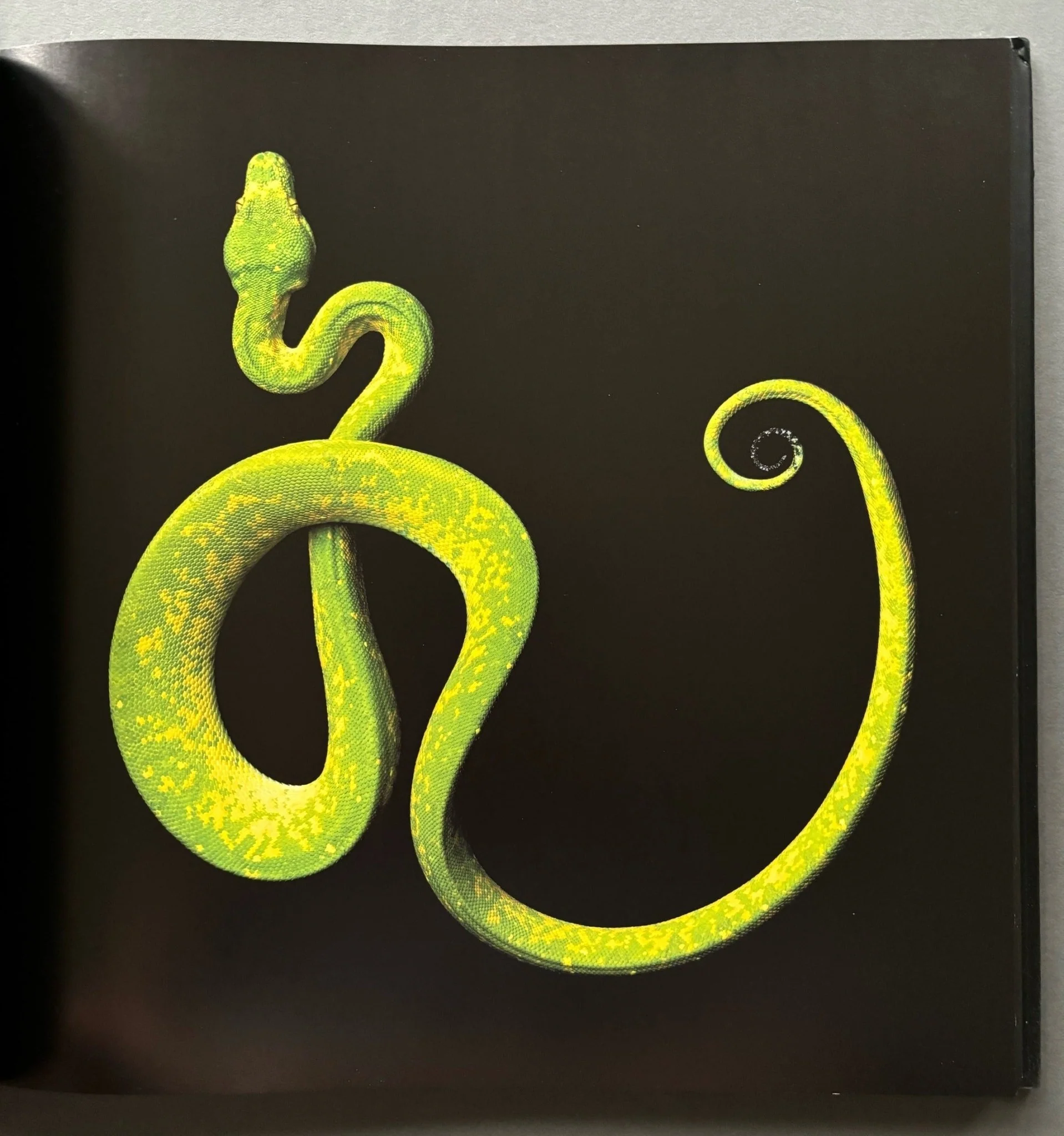 Serpentine - Image 4