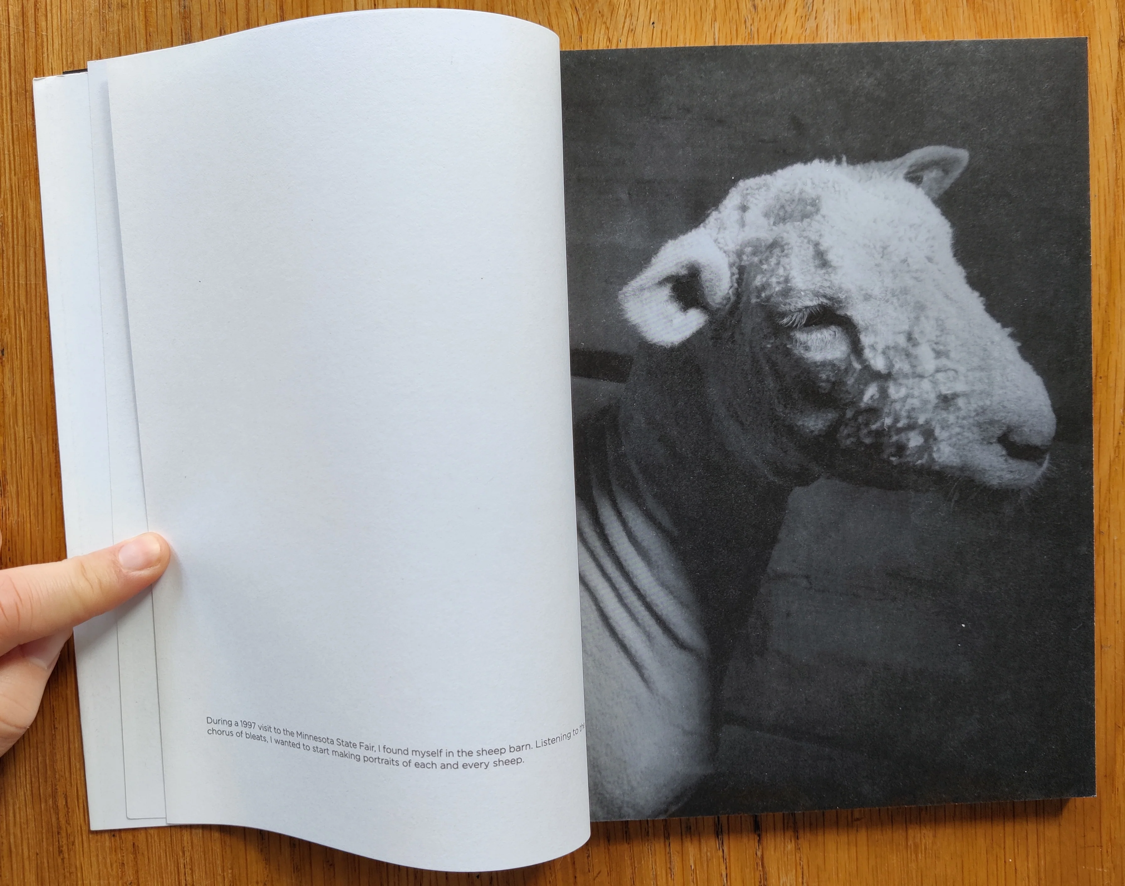 Sheep - Image 4
