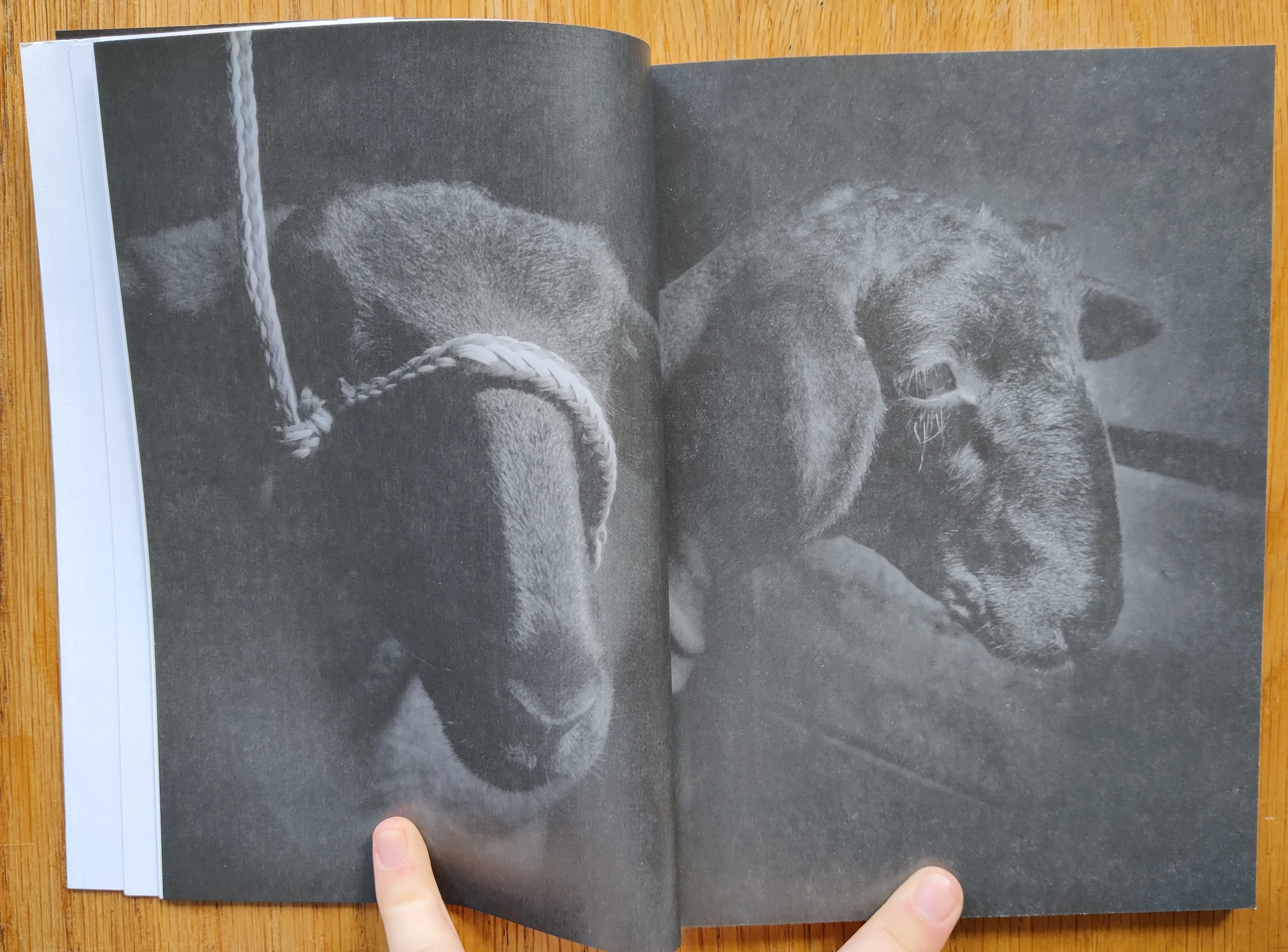 Sheep - Image 5